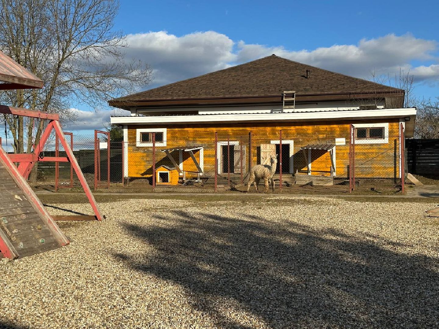 Зоопарк, Истра, Животные,Кенгуру,