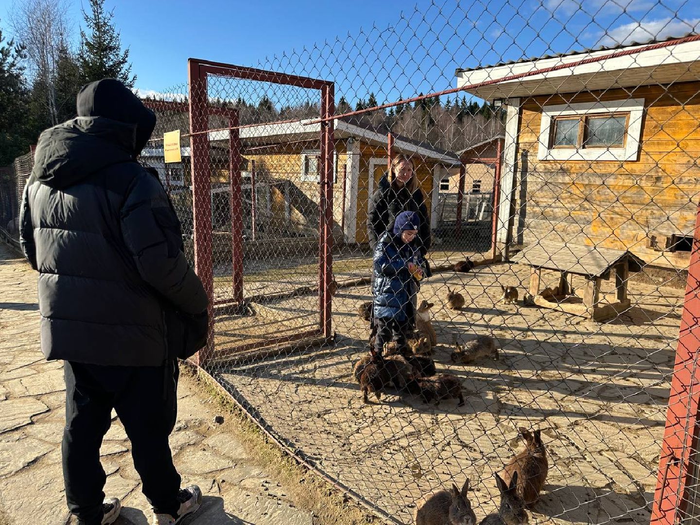 Зоопарк, Истра, Животные,Кенгуру,