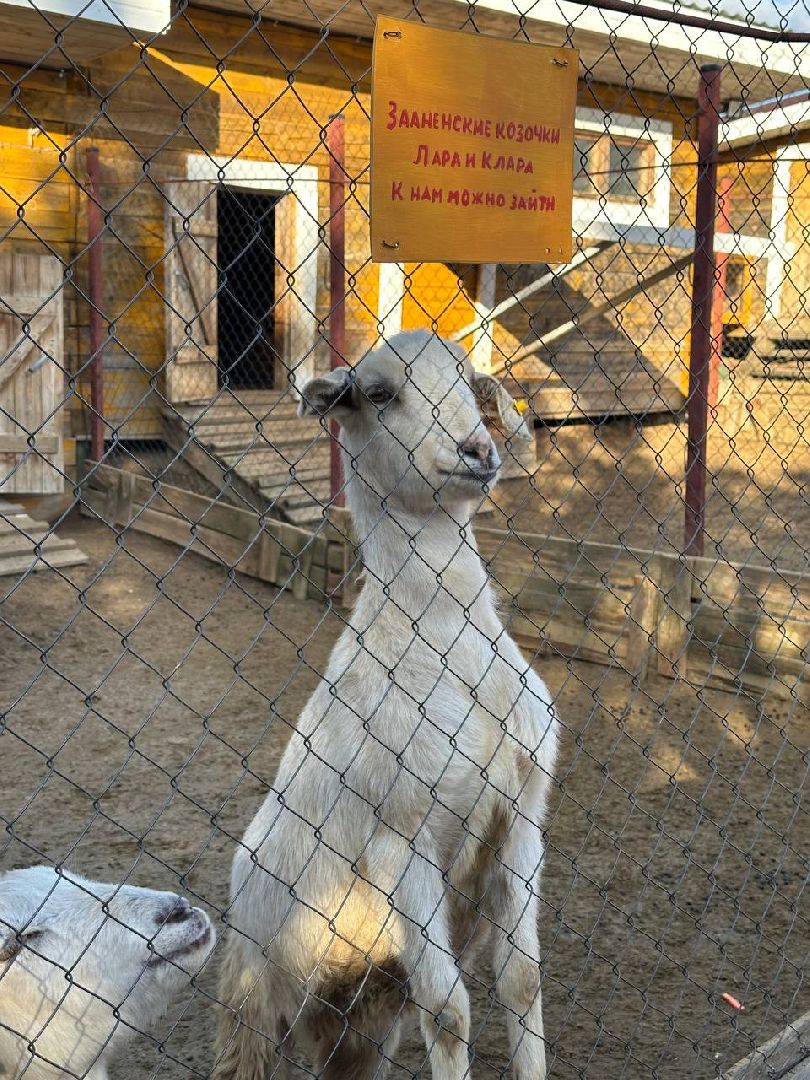 Зоопарк, Истра, Животные,Кенгуру,