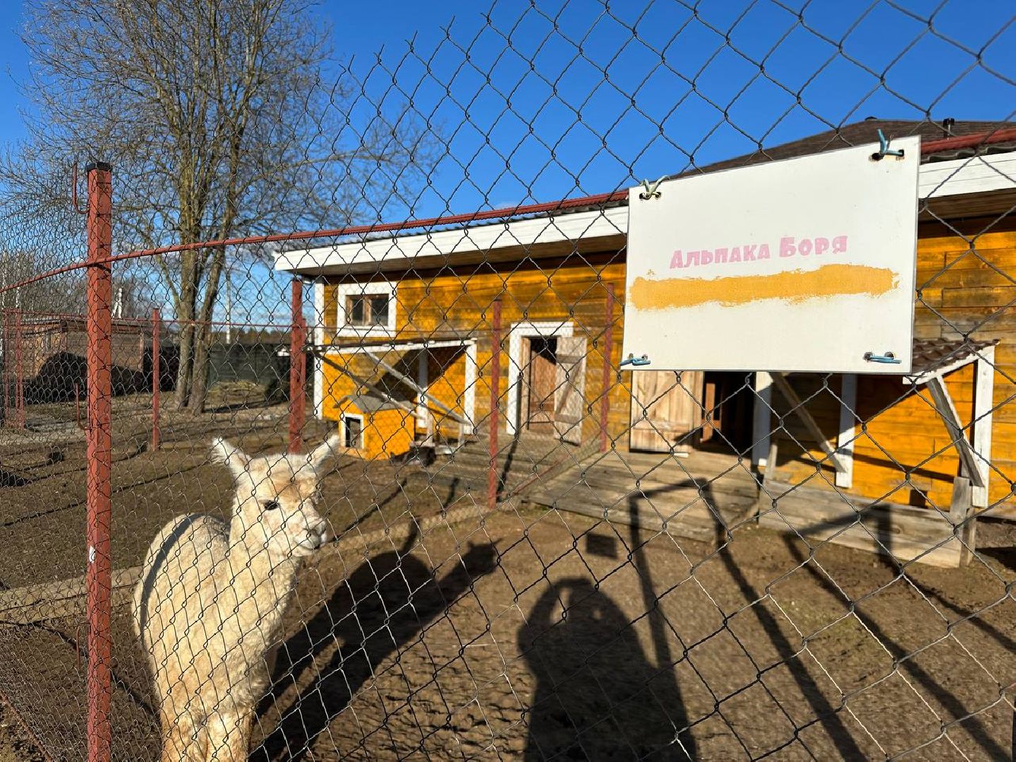 Зоопарк, Истра, Животные,Кенгуру,