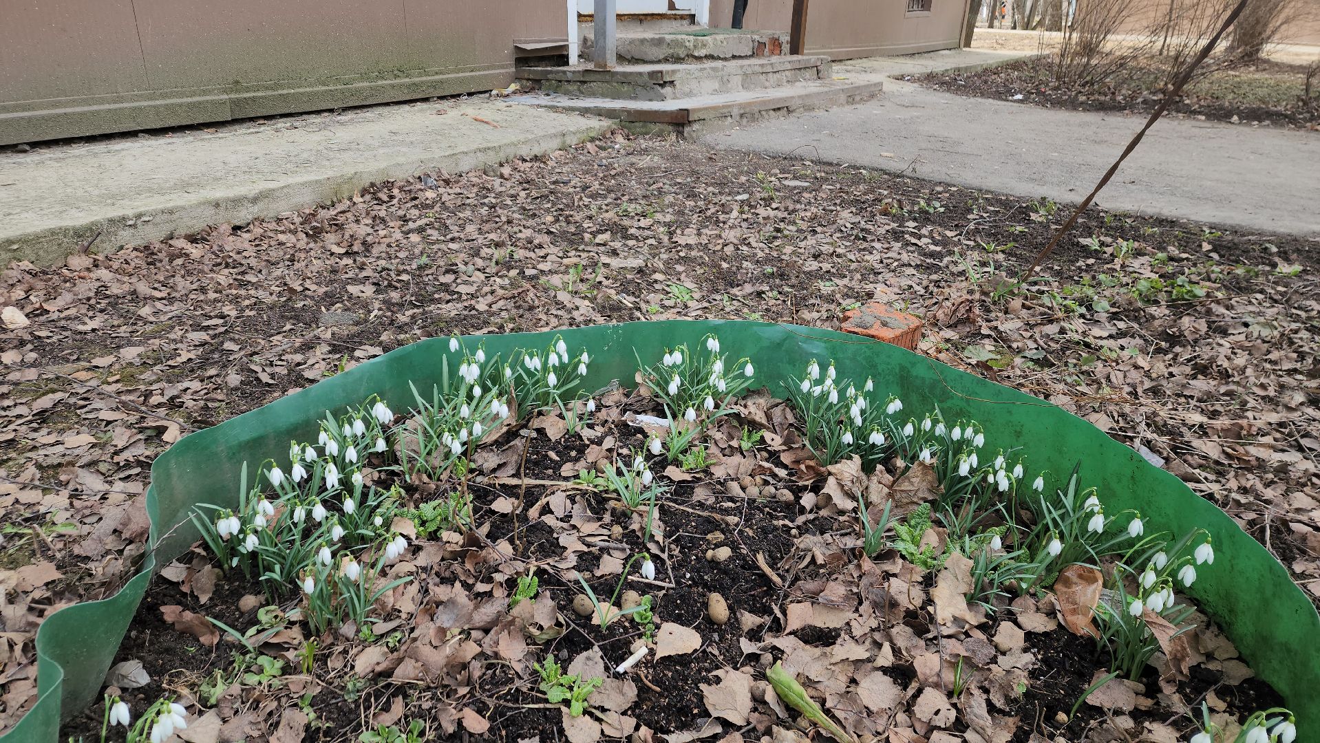 весна, пушкино, подснежники, первоцветы,жители,