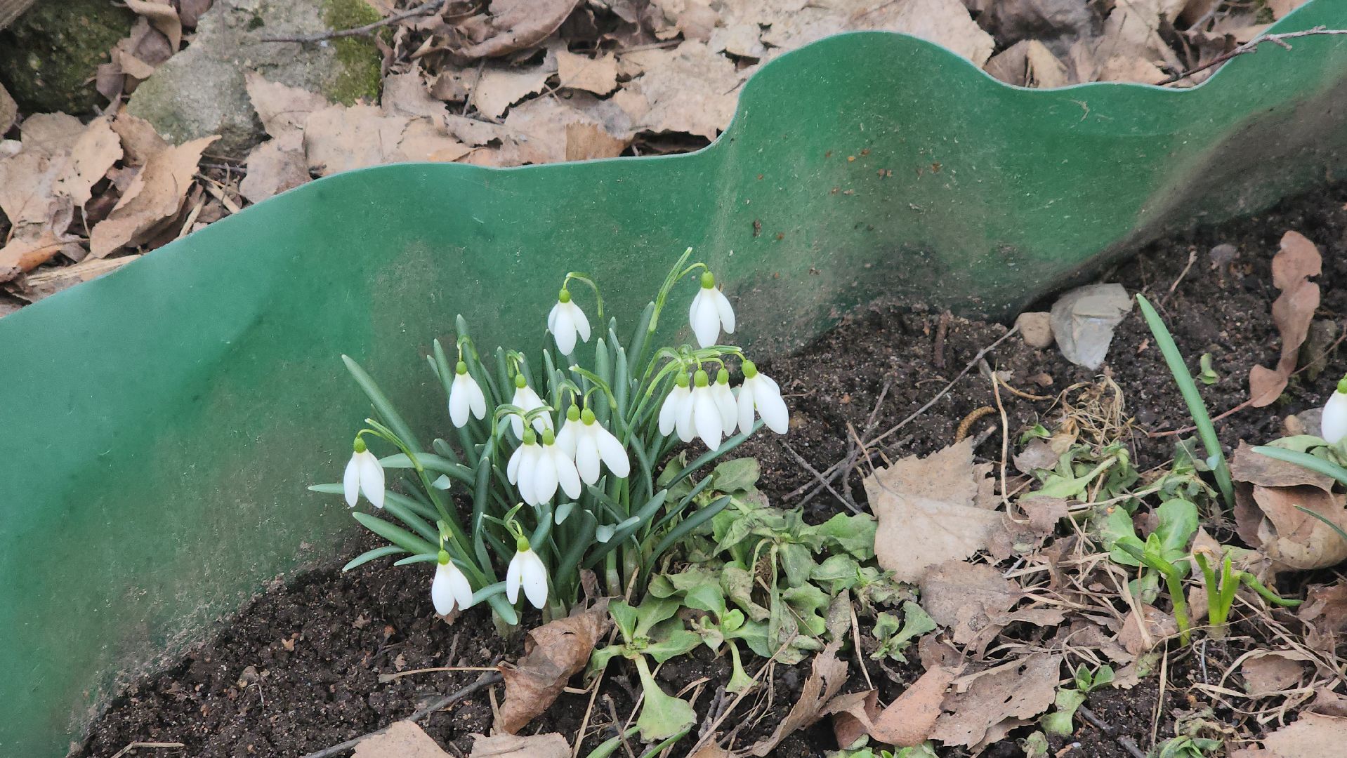 весна, пушкино, подснежники, первоцветы,жители,