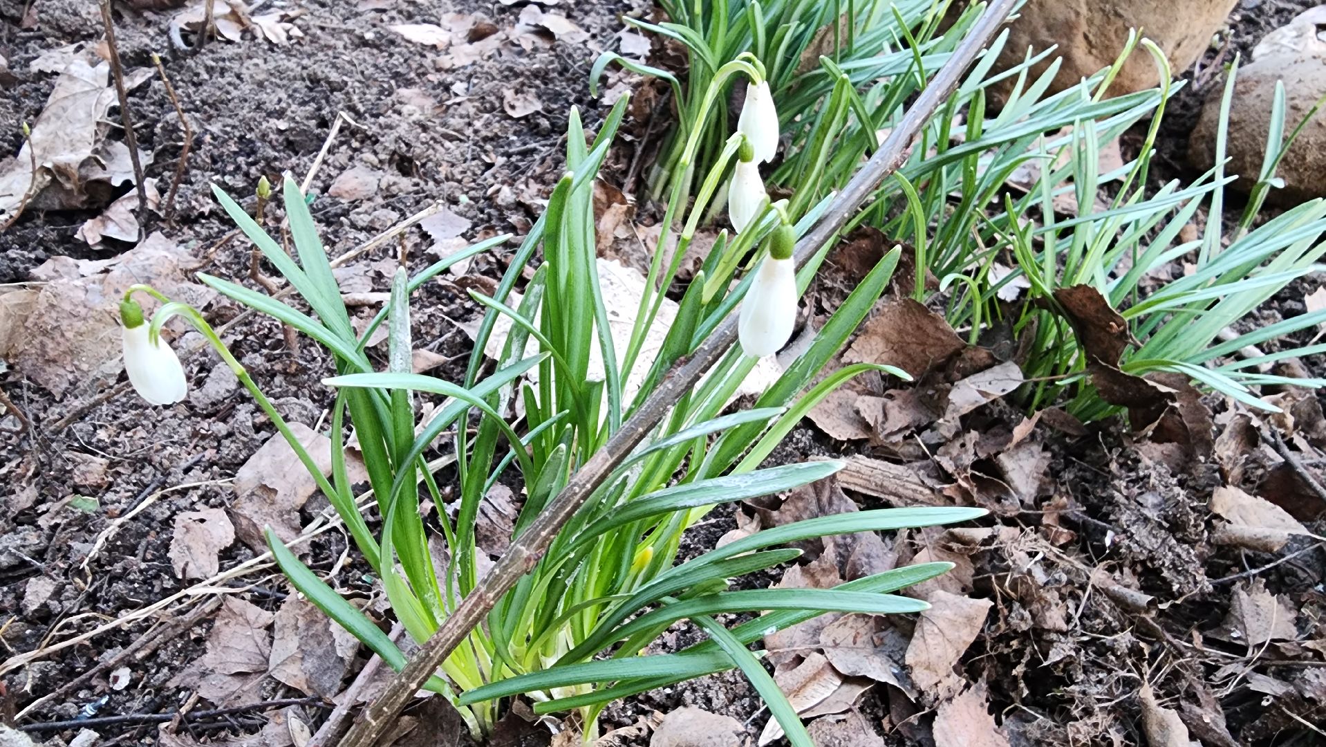 весна, пушкино, подснежники, первоцветы,жители,