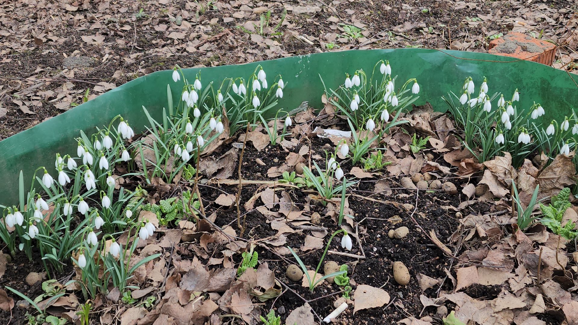 весна, пушкино, подснежники, первоцветы,жители,