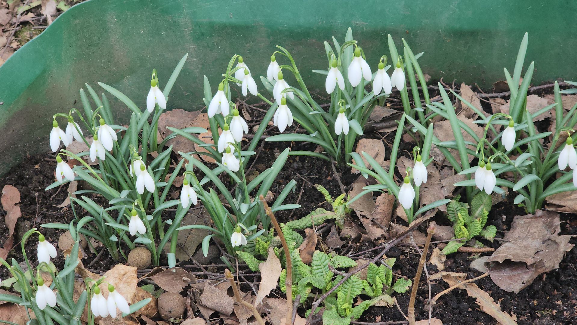 весна, пушкино, подснежники, первоцветы,жители,