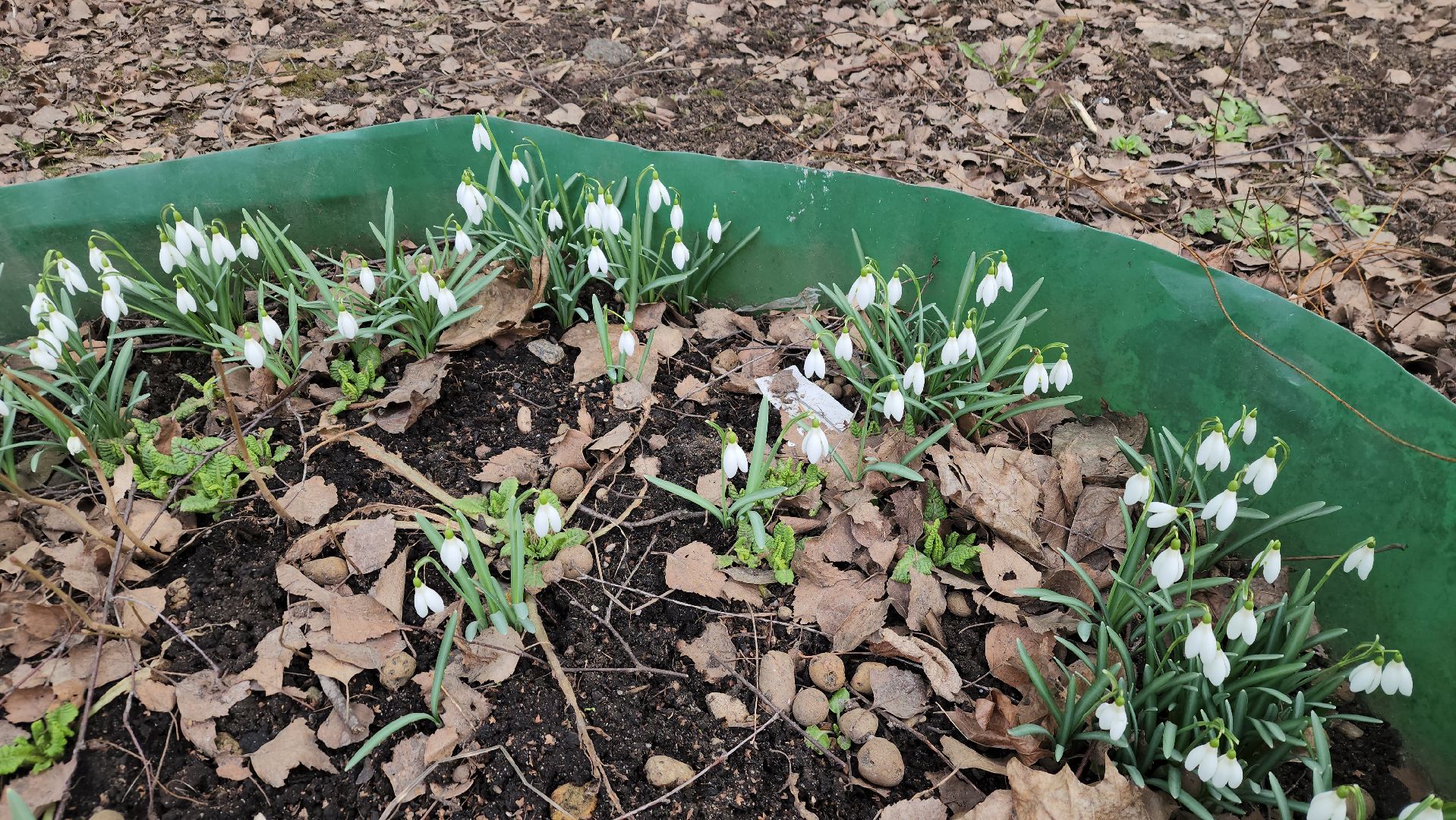 весна, пушкино, подснежники, первоцветы,жители,