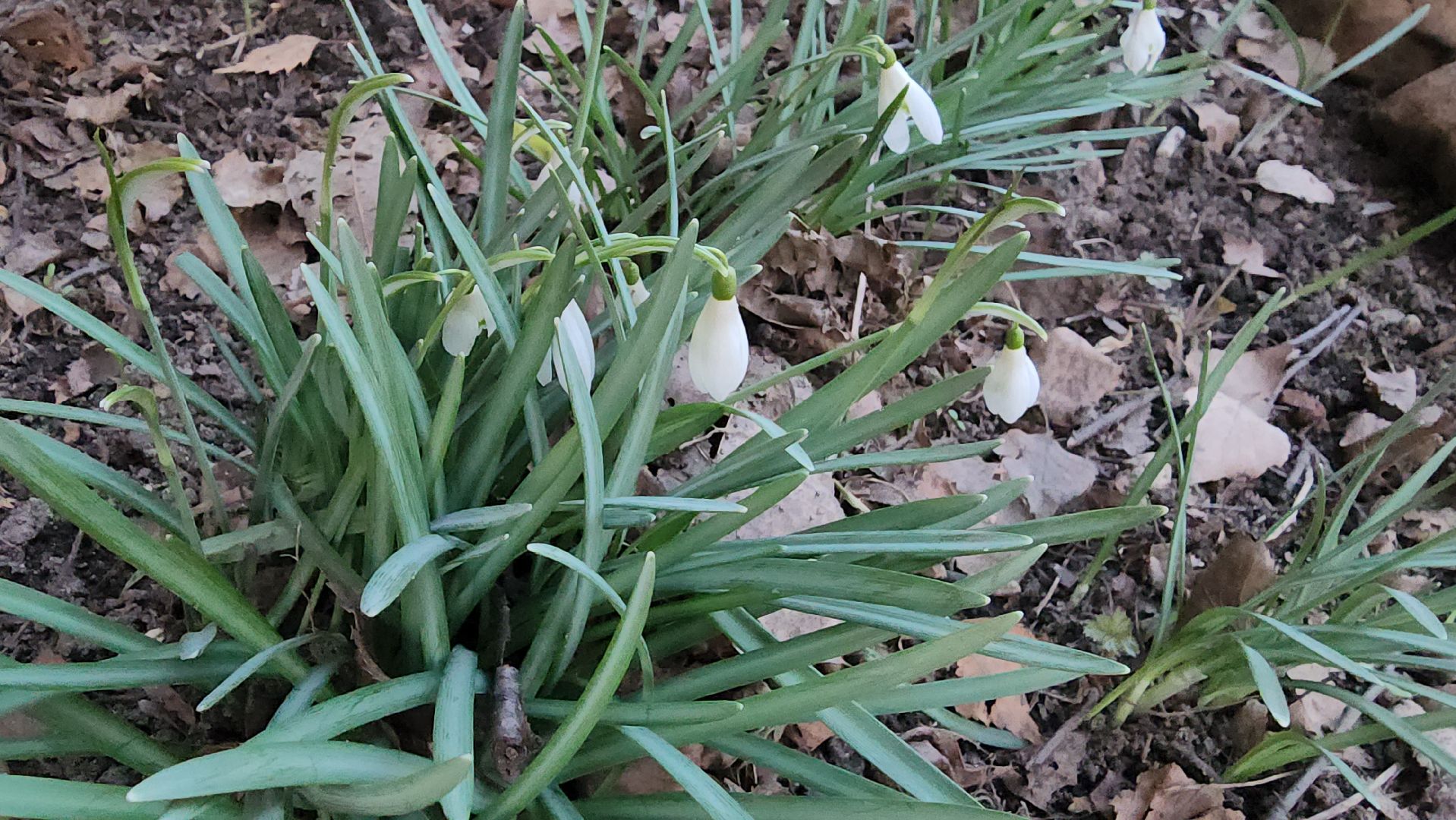 весна, пушкино, подснежники, первоцветы,жители,