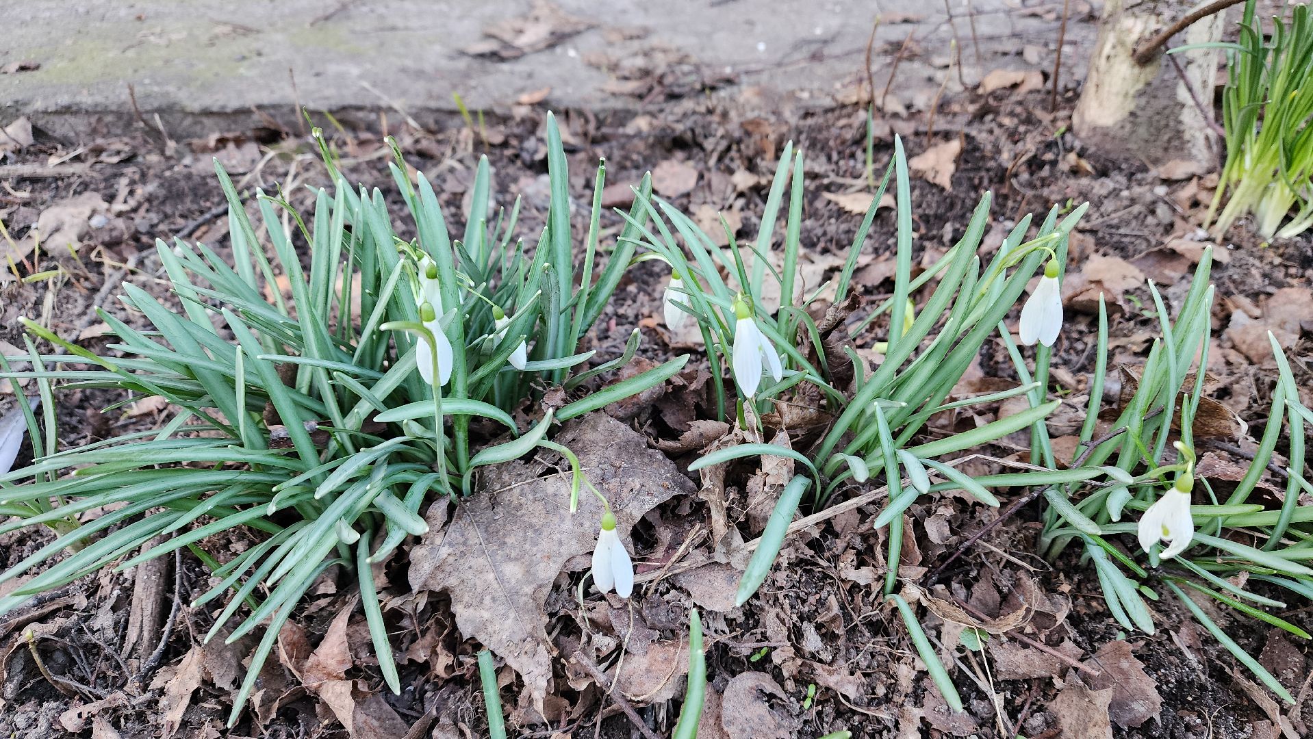весна, пушкино, подснежники, первоцветы,жители,