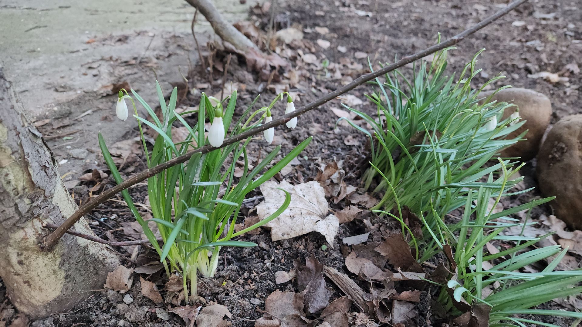 весна, пушкино, подснежники, первоцветы,жители,