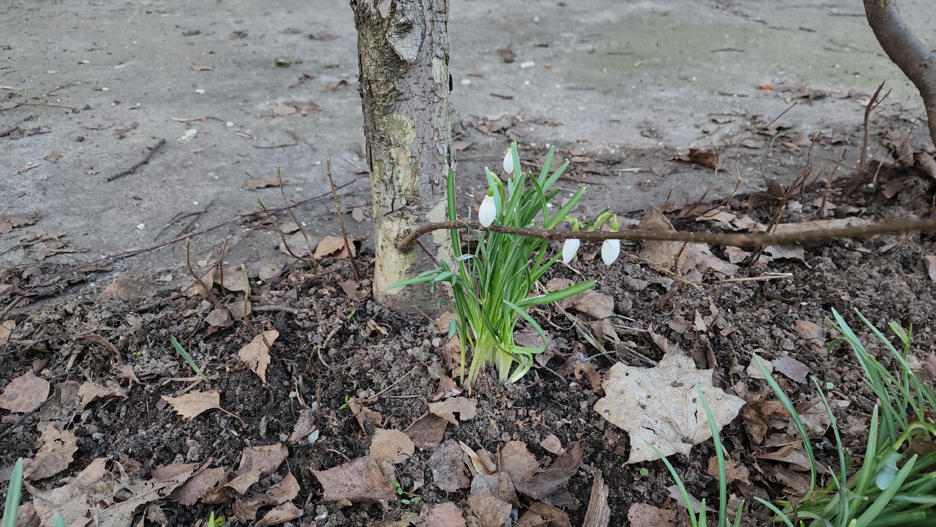весна, пушкино, подснежники, первоцветы,жители,