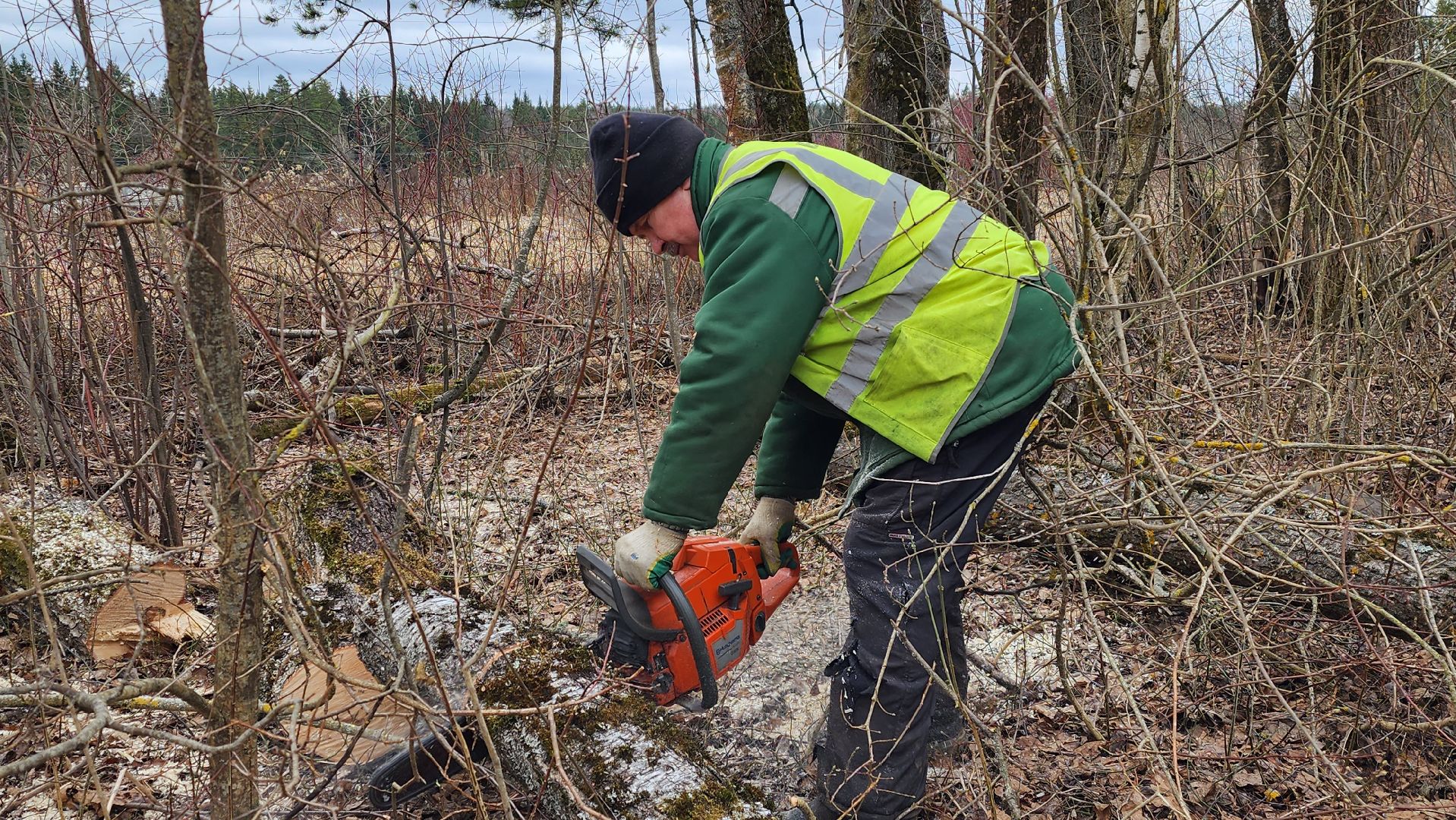 благоустройство, аварийные деревья, истра,