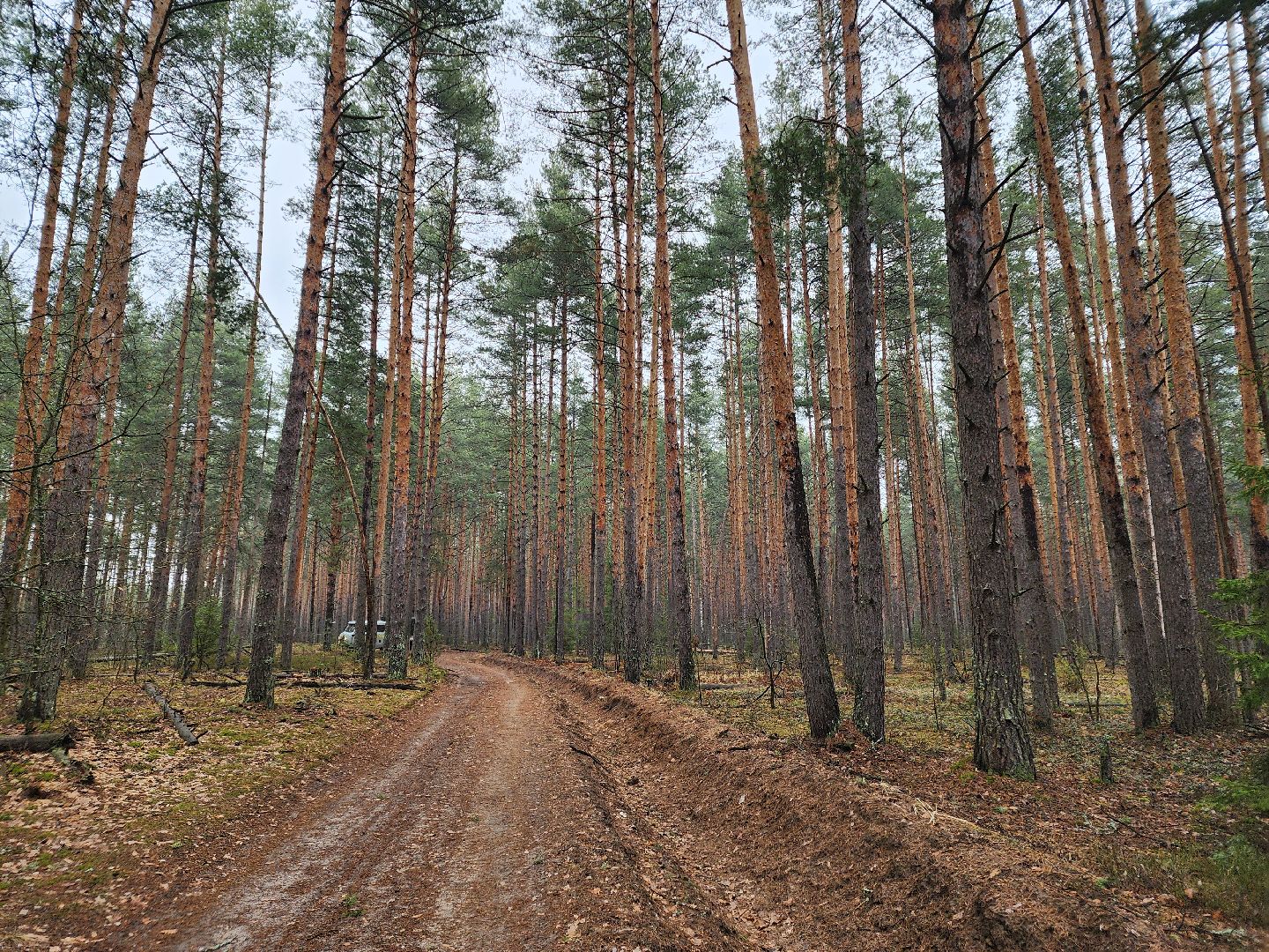 лес, лесники, комитет лесного хозяйства,