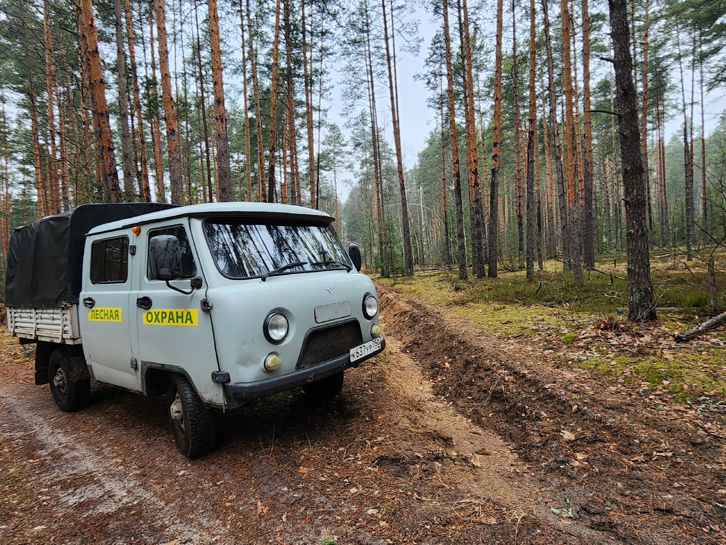 лес, лесники, комитет лесного хозяйства,