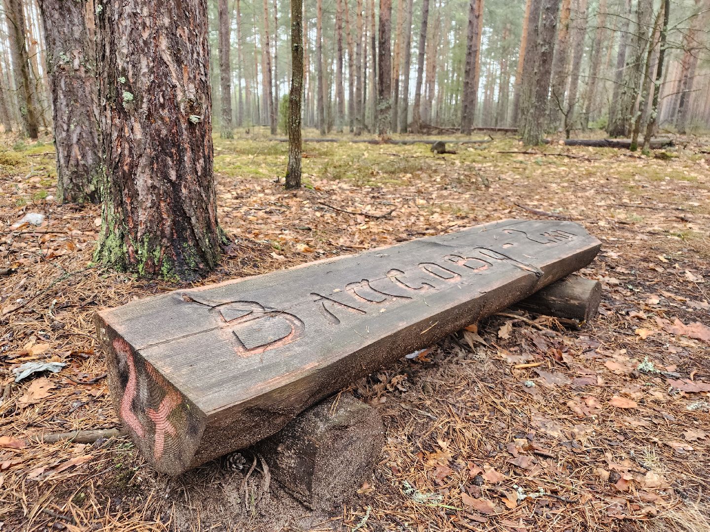 лес, лесники, комитет лесного хозяйства,