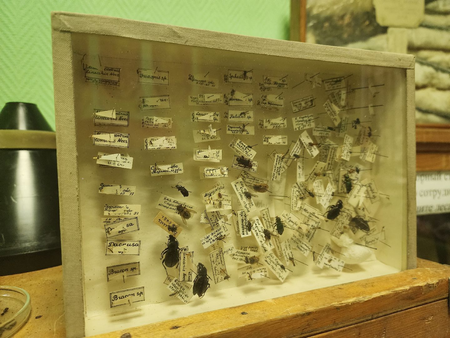 пушкино, дендропарк, школьники,