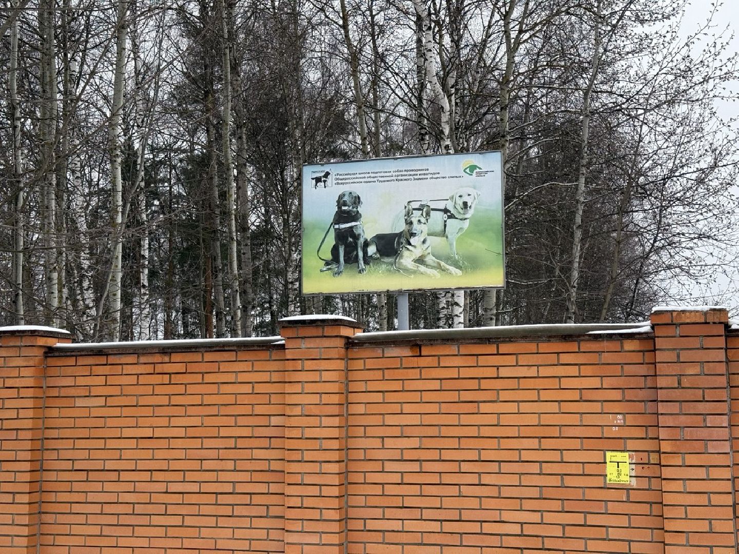 сво, собака повадырь, собака друг,