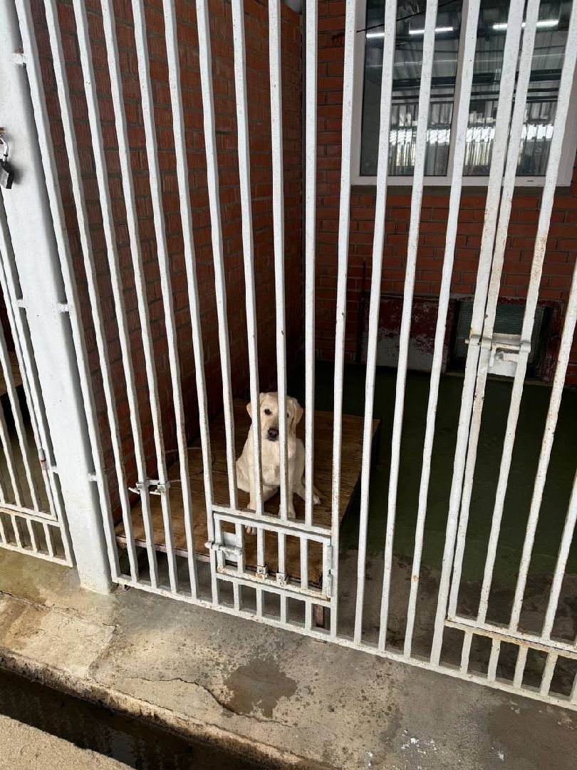 сво, собака повадырь, собака друг,