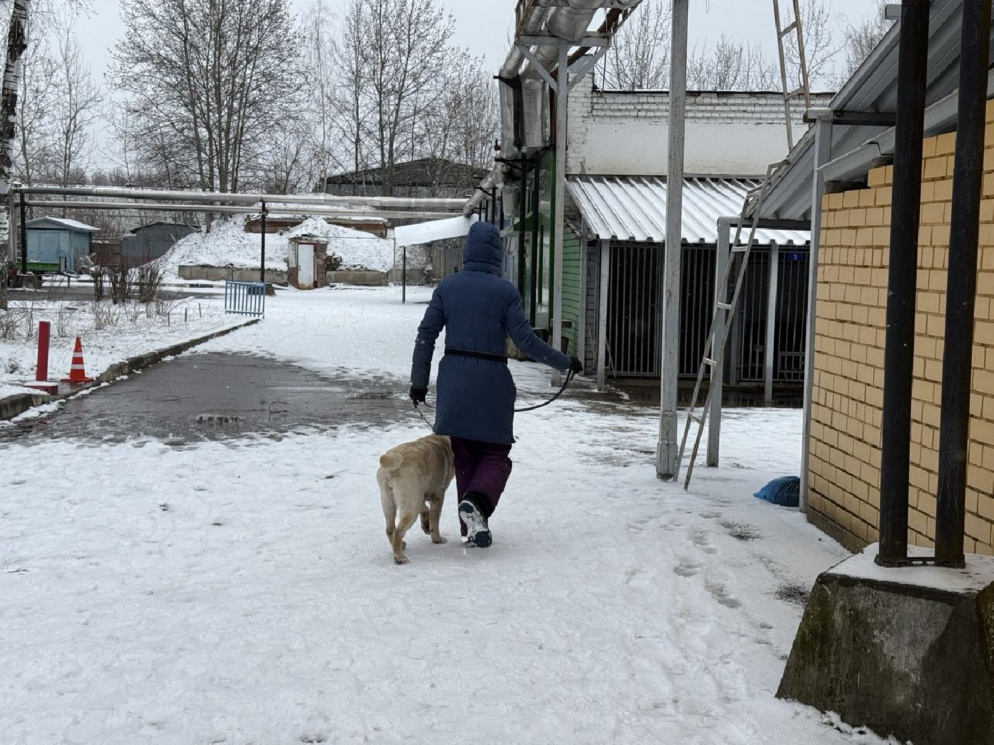 сво, собака повадырь, собака друг,