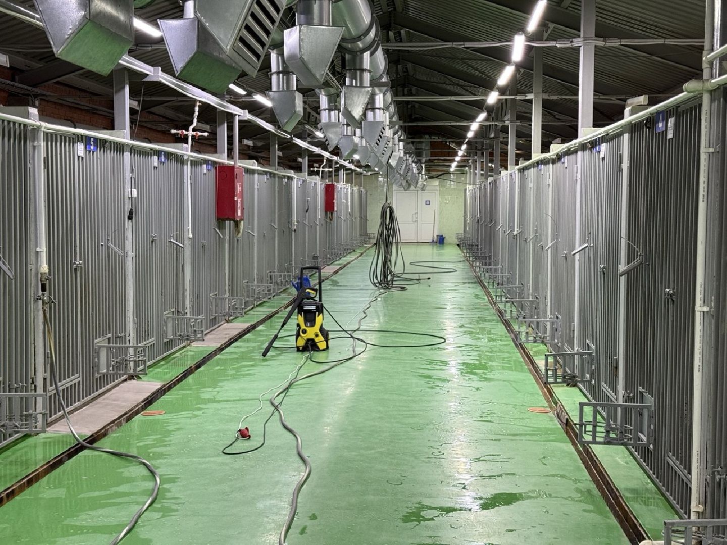 сво, собака повадырь, собака друг,