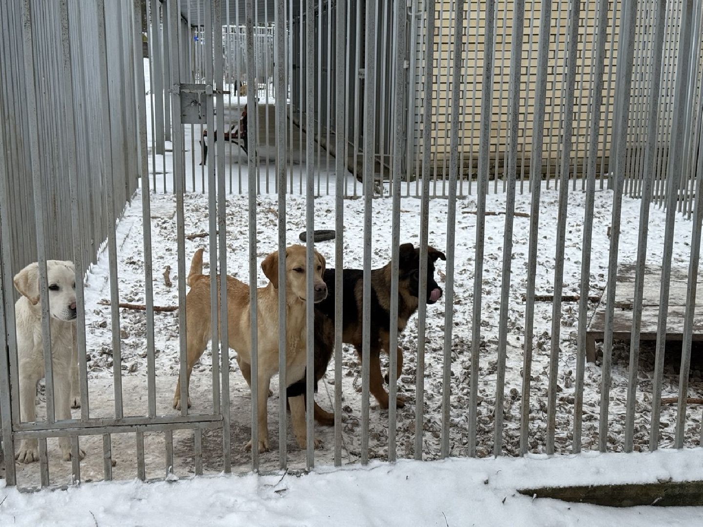 сво, собака повадырь, собака друг,