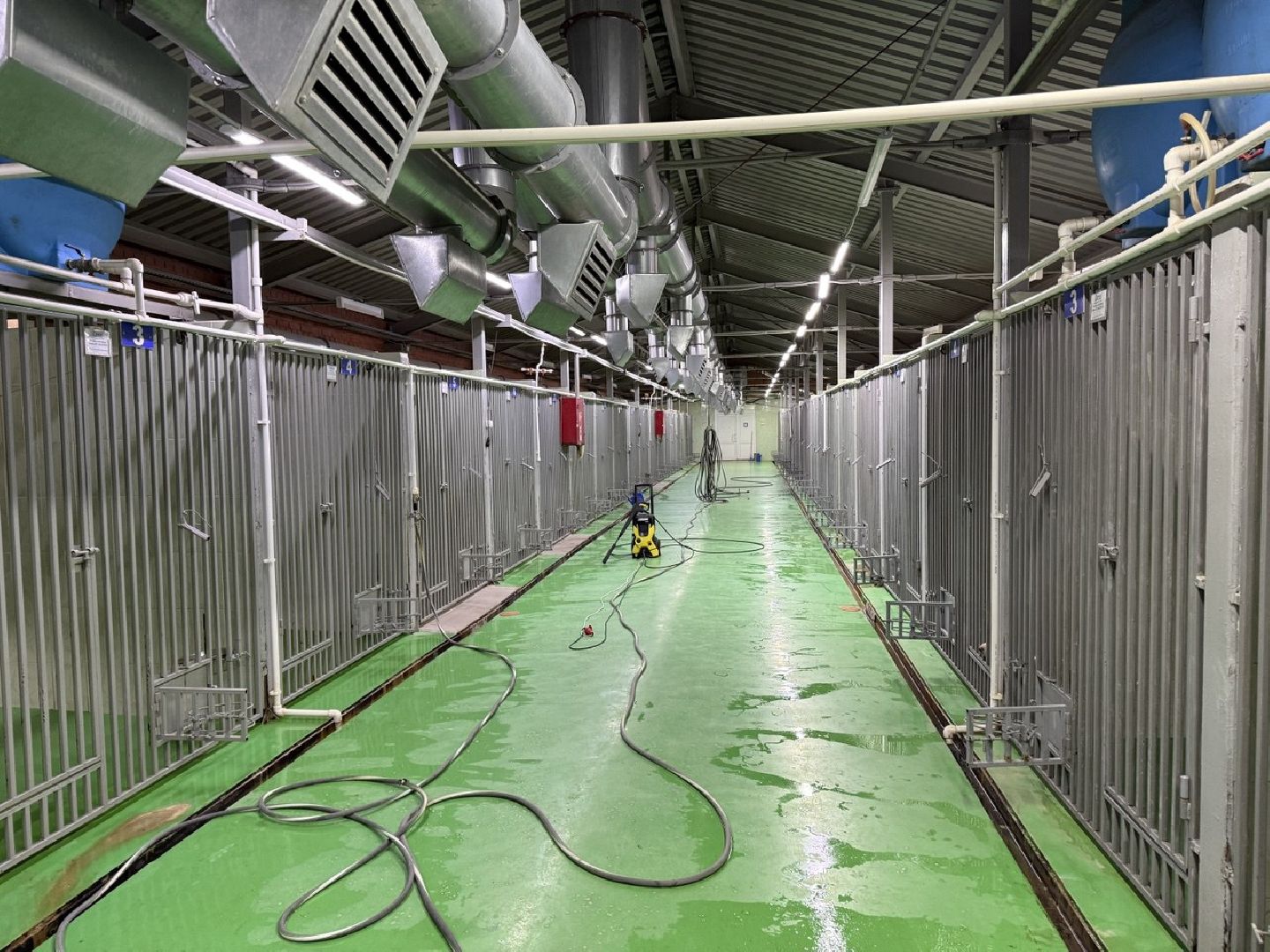 сво, собака повадырь, собака друг,