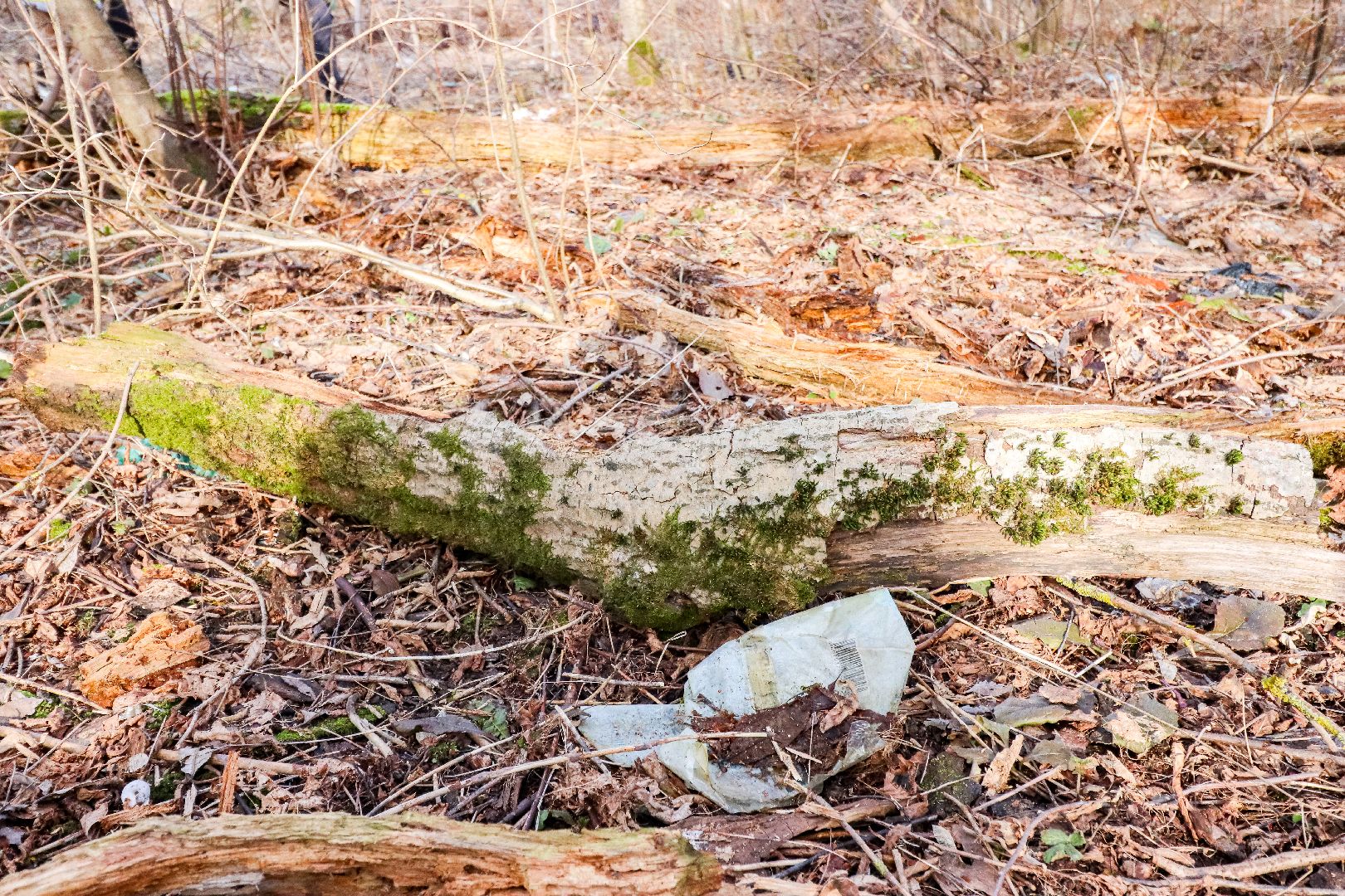 Клин, общество, субботники, благоустройство, опиловка деревьев,