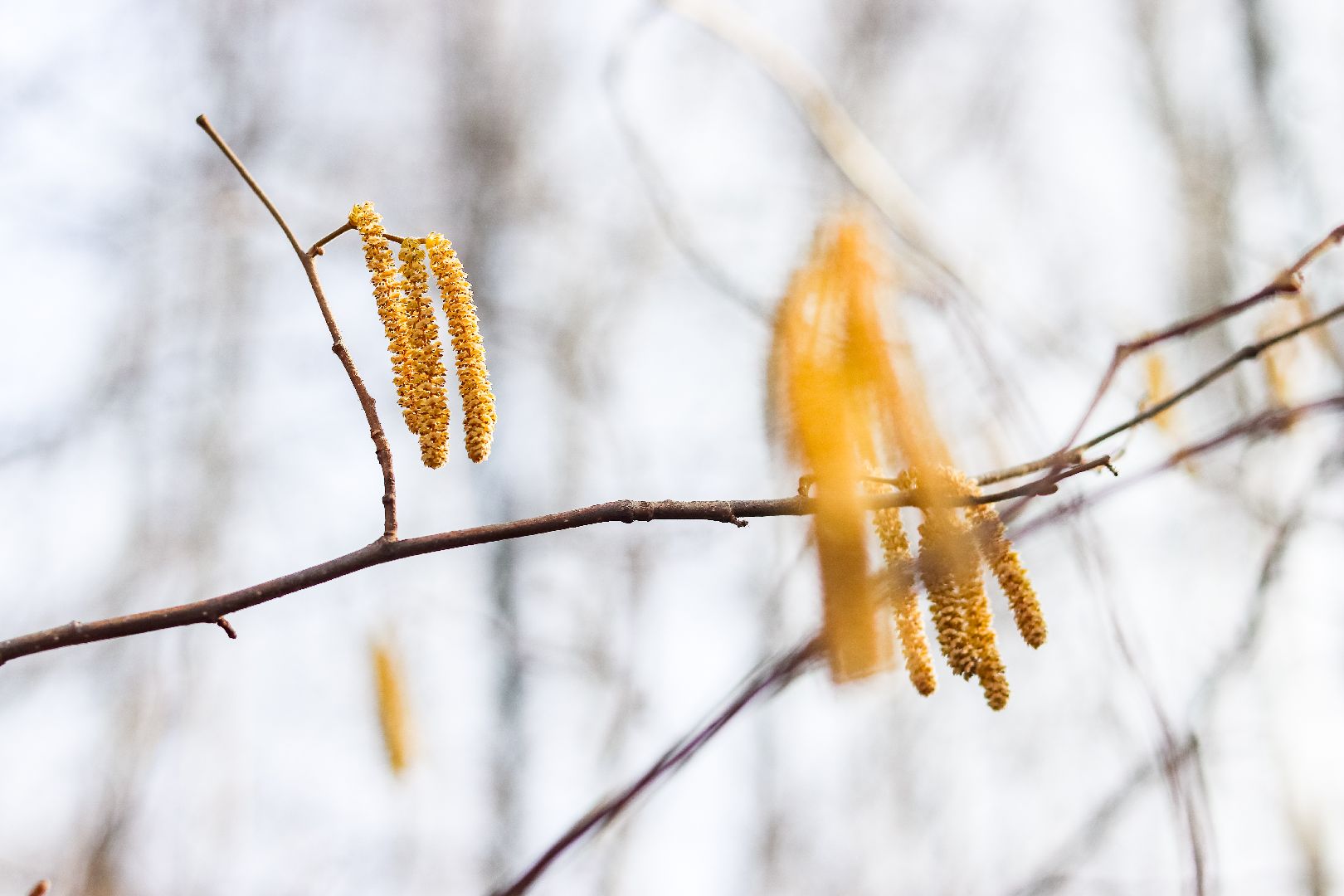 Клин, общество, субботники, благоустройство, опиловка деревьев,