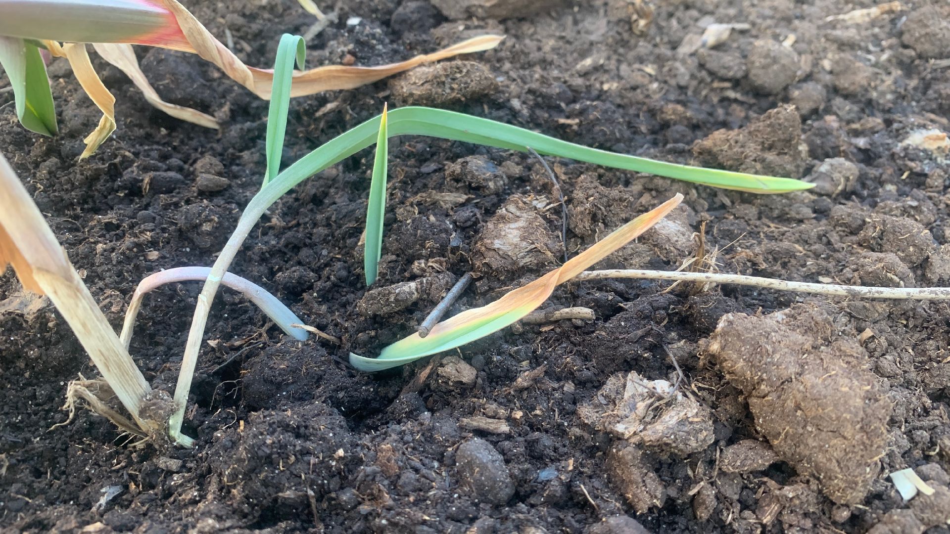 Ступино, цветы, площадь металлургов, благоустройство