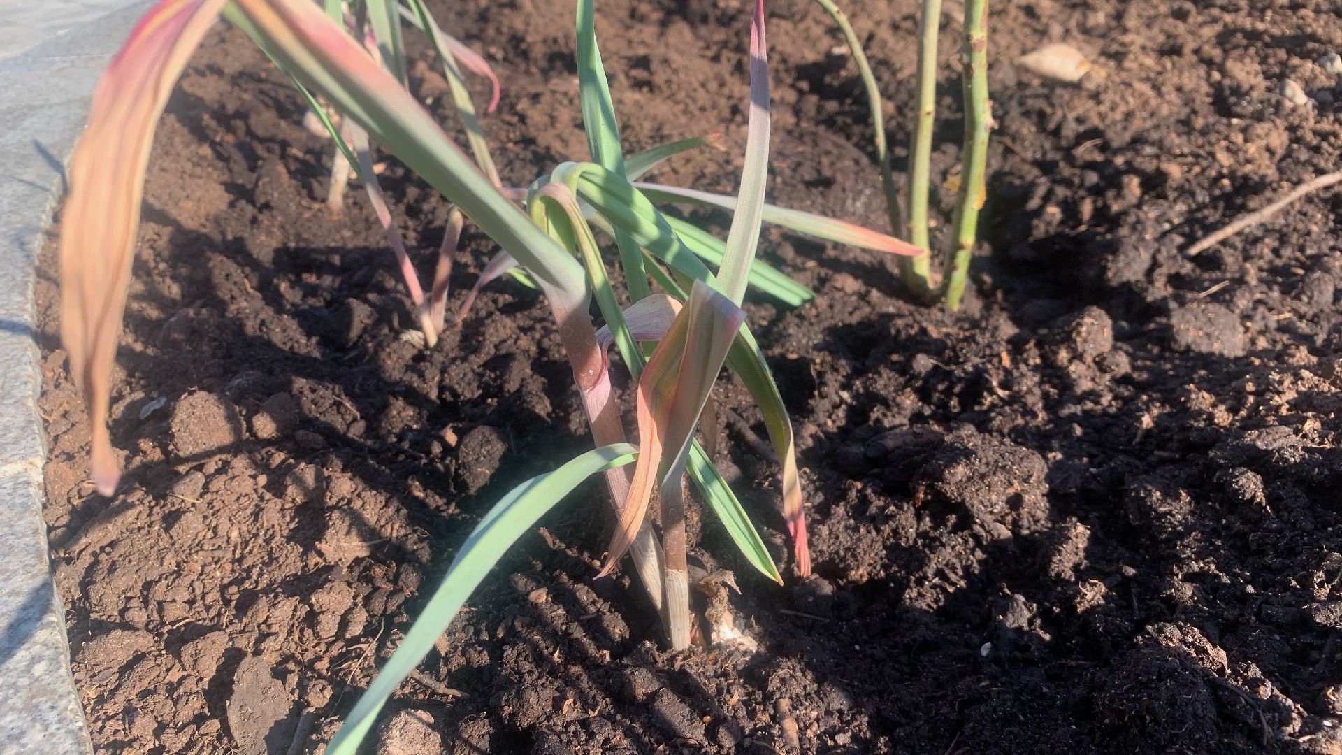 Ступино, цветы, площадь металлургов, благоустройство