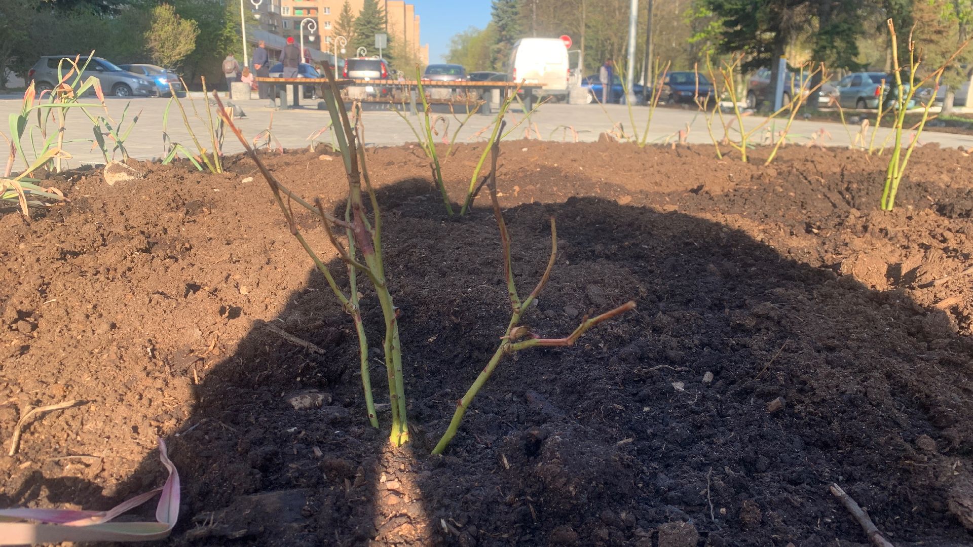 Ступино, цветы, площадь металлургов, благоустройство
