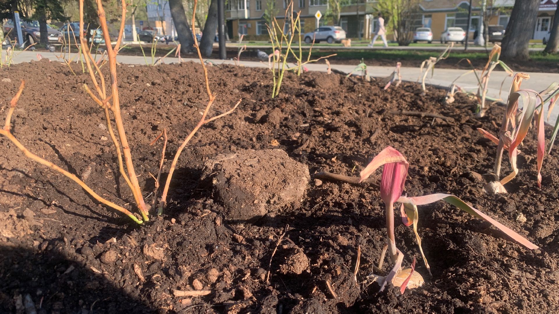 Ступино, цветы, площадь металлургов, благоустройство