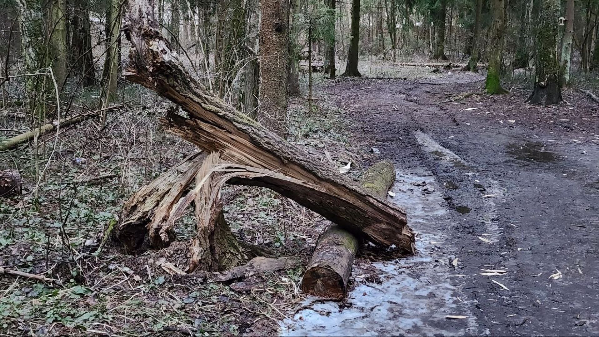 Дмитров, Некрасовский сквер, Минблаго,