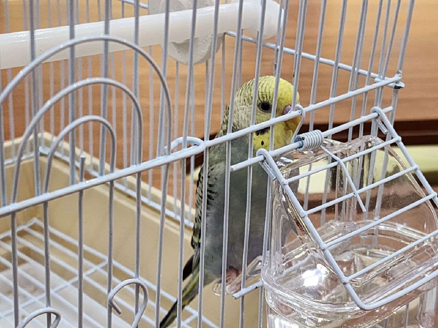 солнечногорск, центр поддержки сво, подарок, попугай, бойцы,