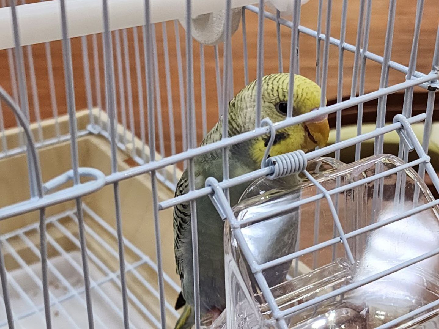 солнечногорск, центр поддержки сво, подарок, попугай, бойцы,