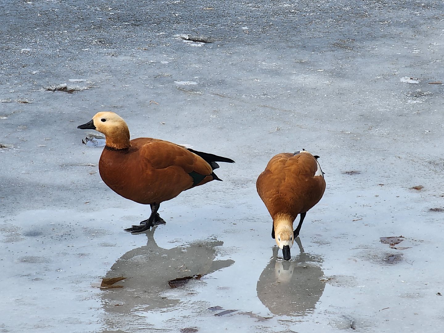 вертикалки, королёв,