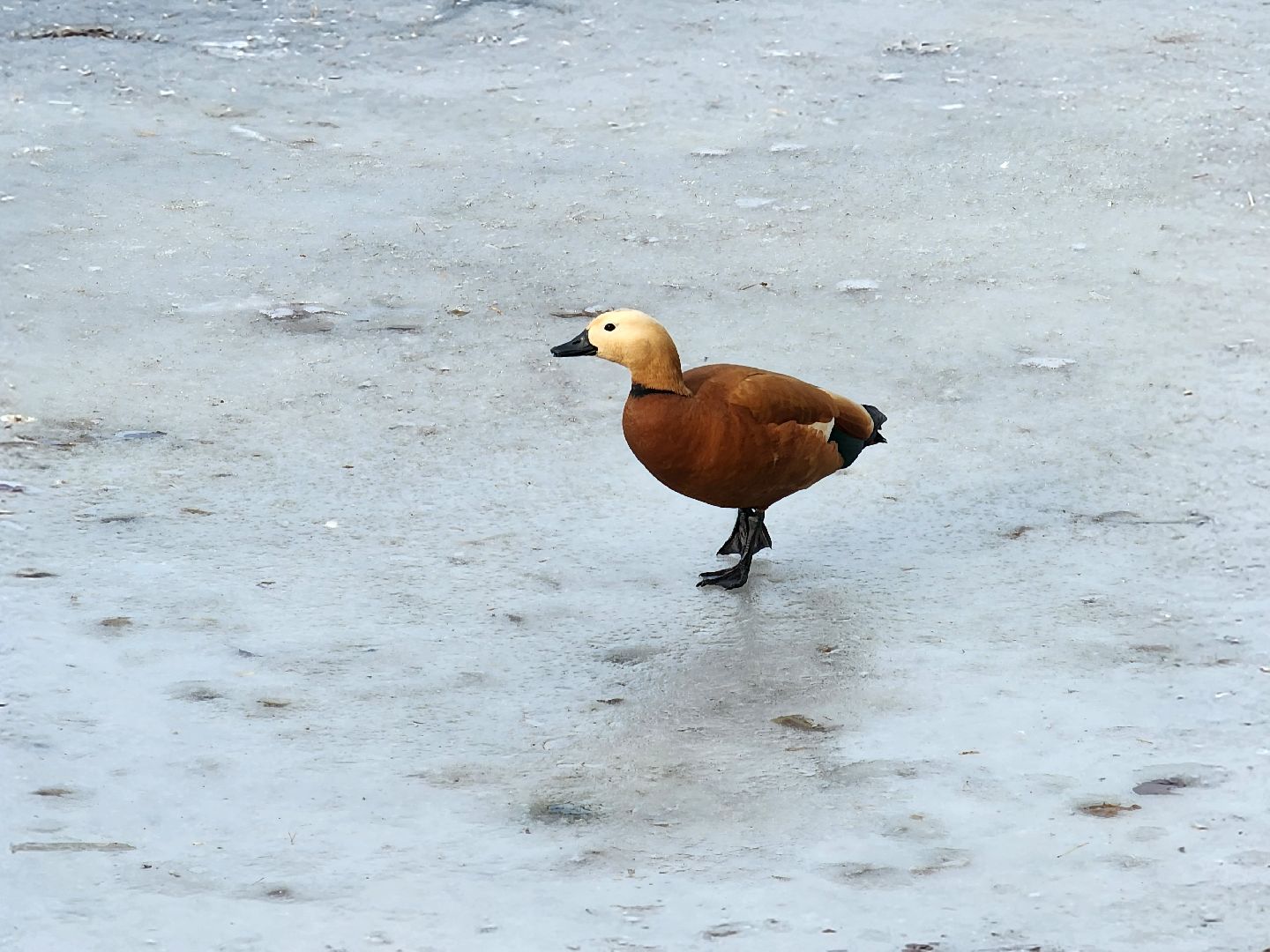 вертикалки, королёв,