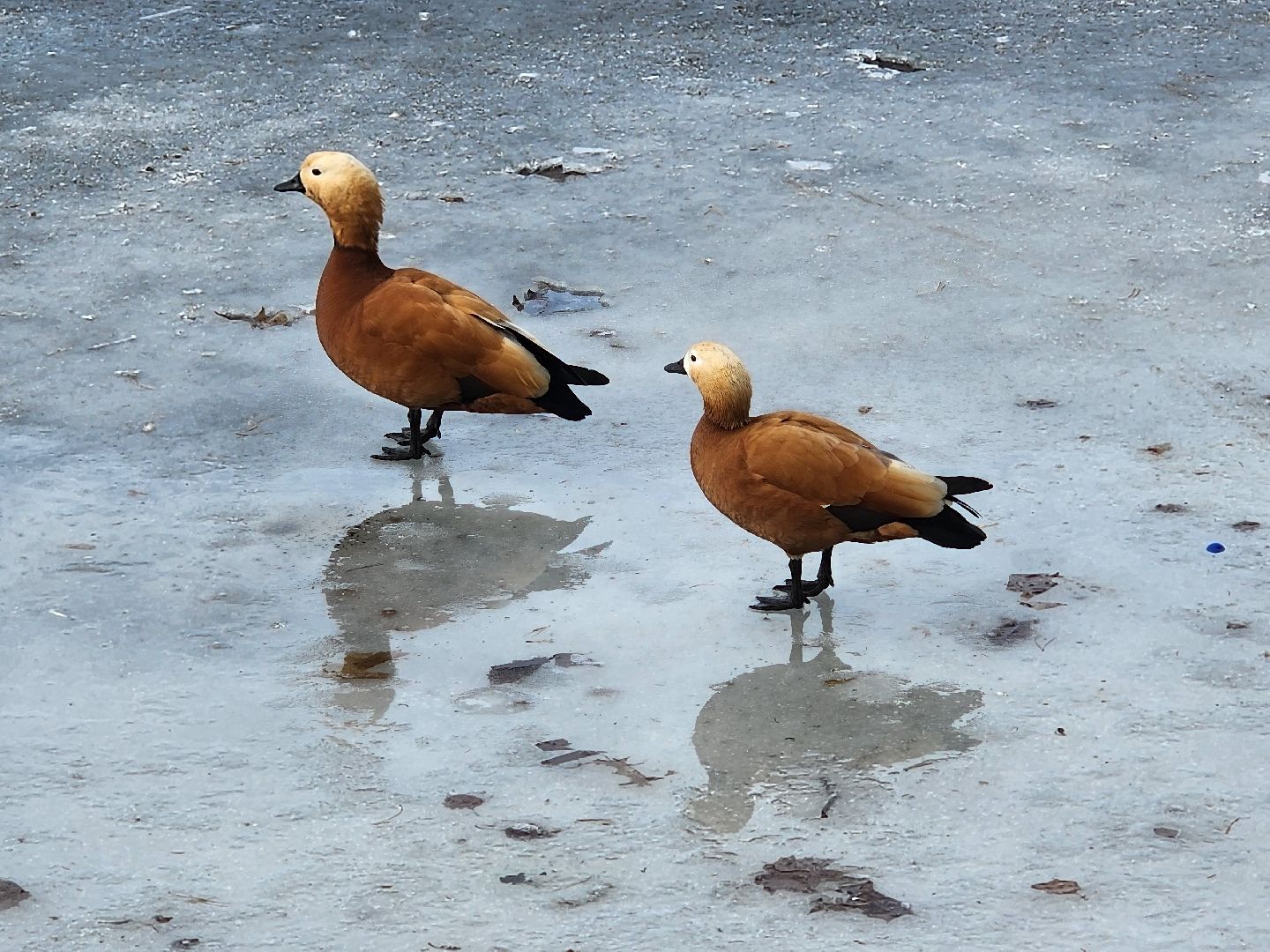 вертикалки, королёв,