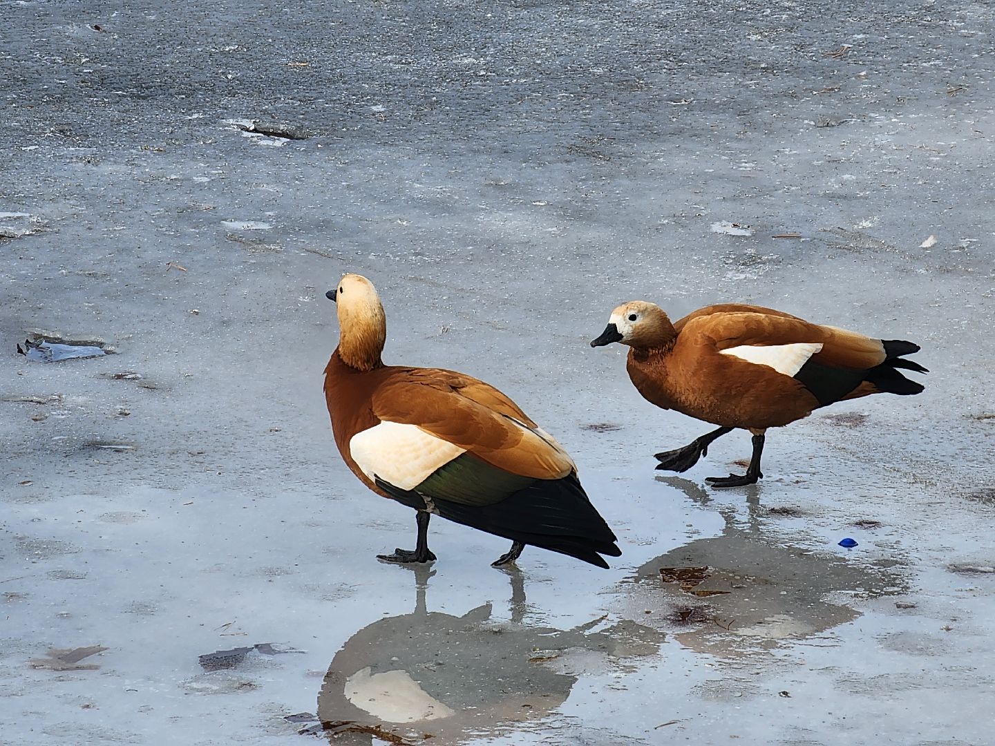 вертикалки, королёв,