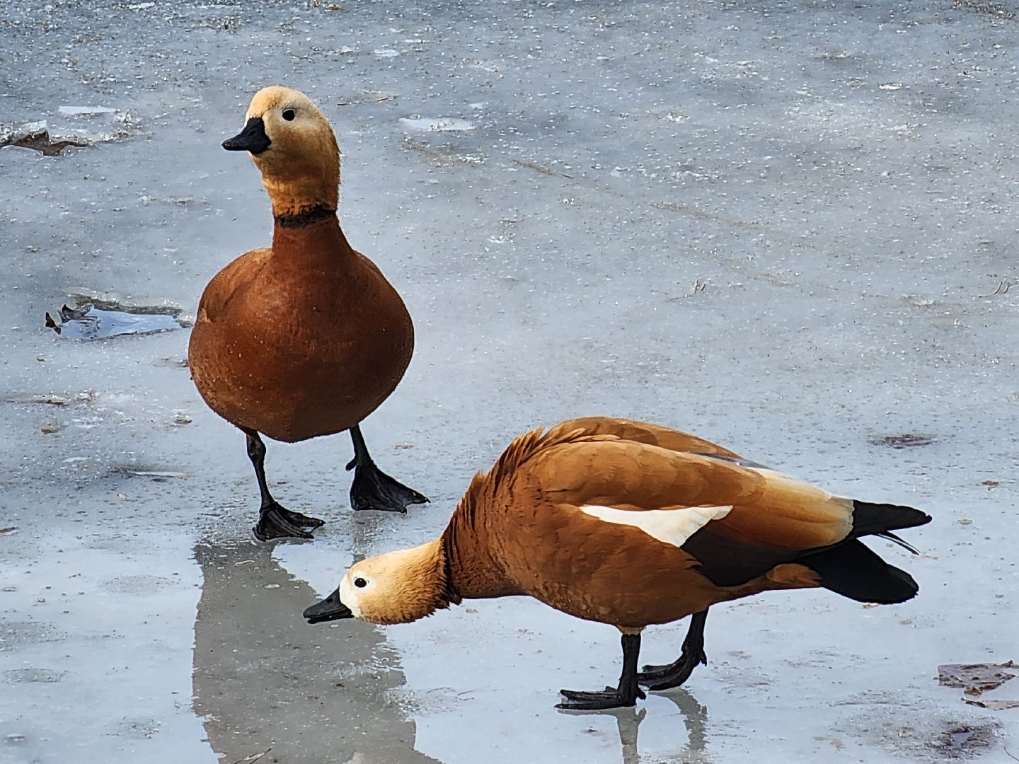 вертикалки, королёв,