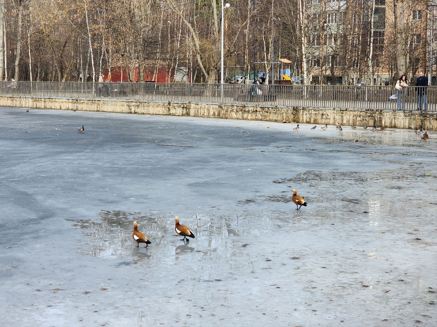 вертикалки, королёв,