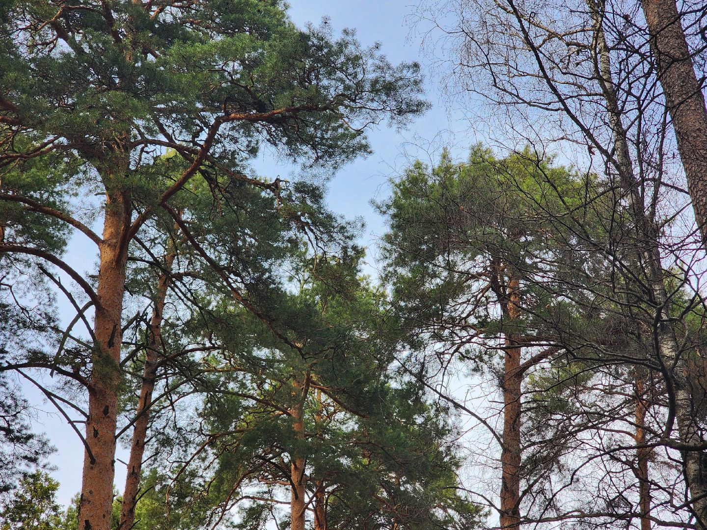 вертикалки, королёв,