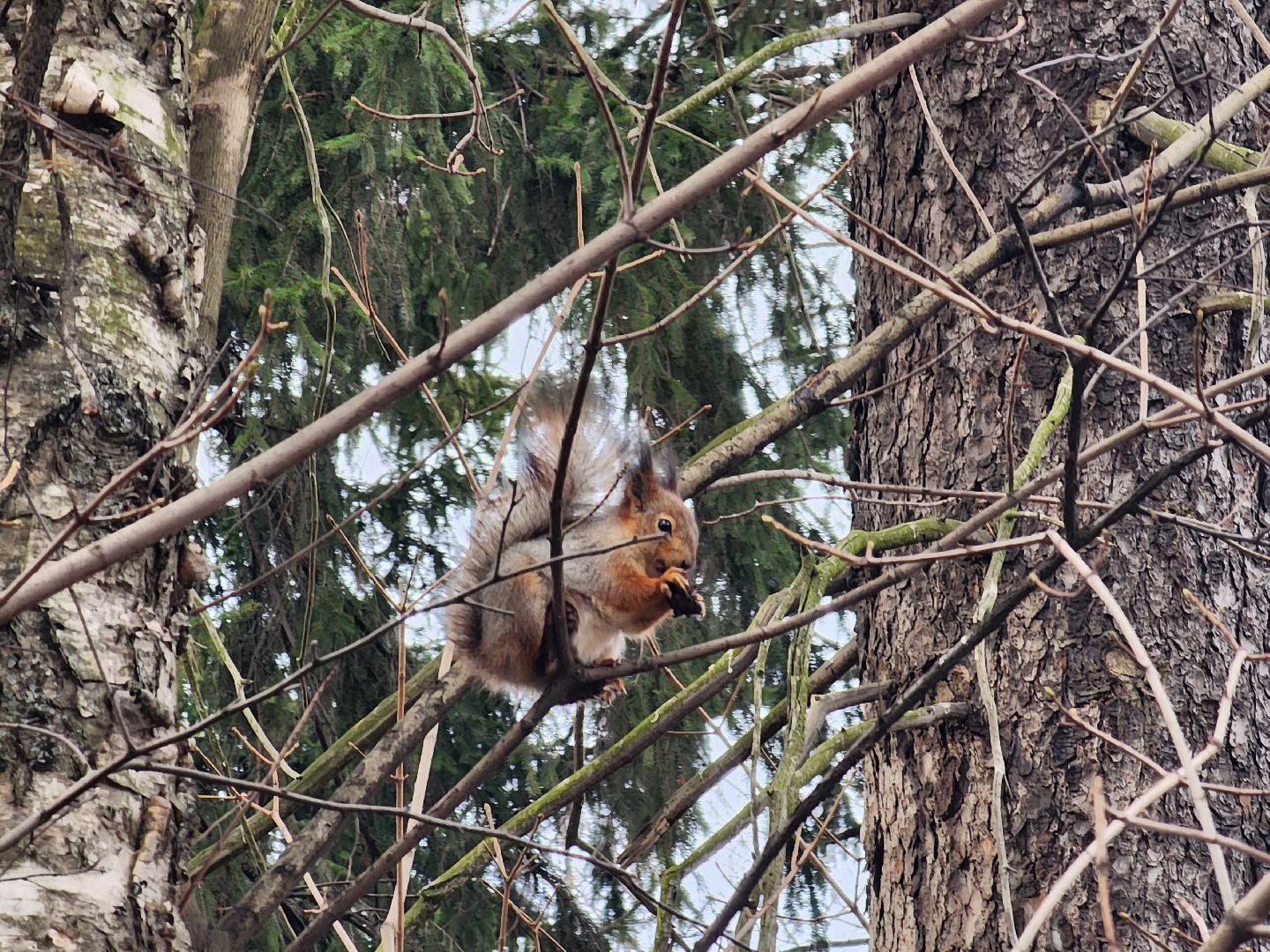 вертикалки, королёв,