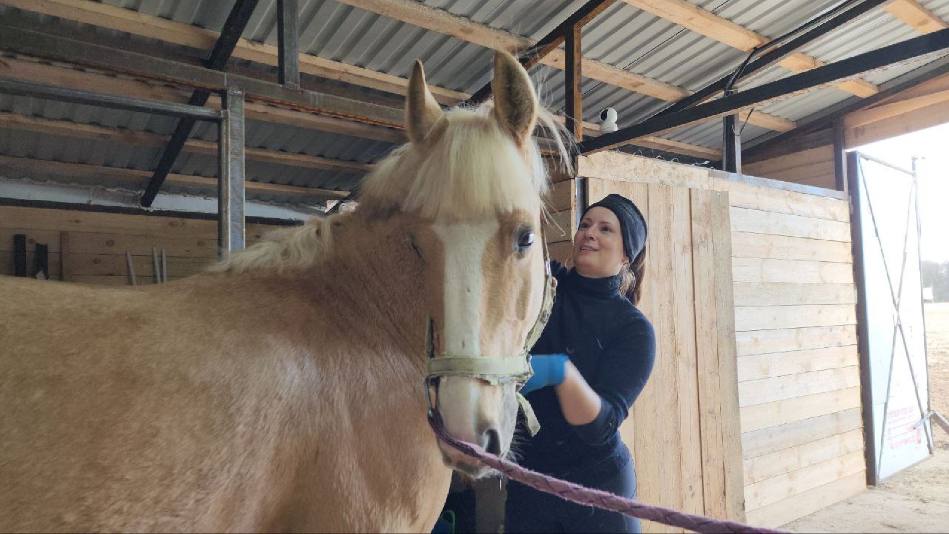 луховицы, конные прогулки, конный спорт,
