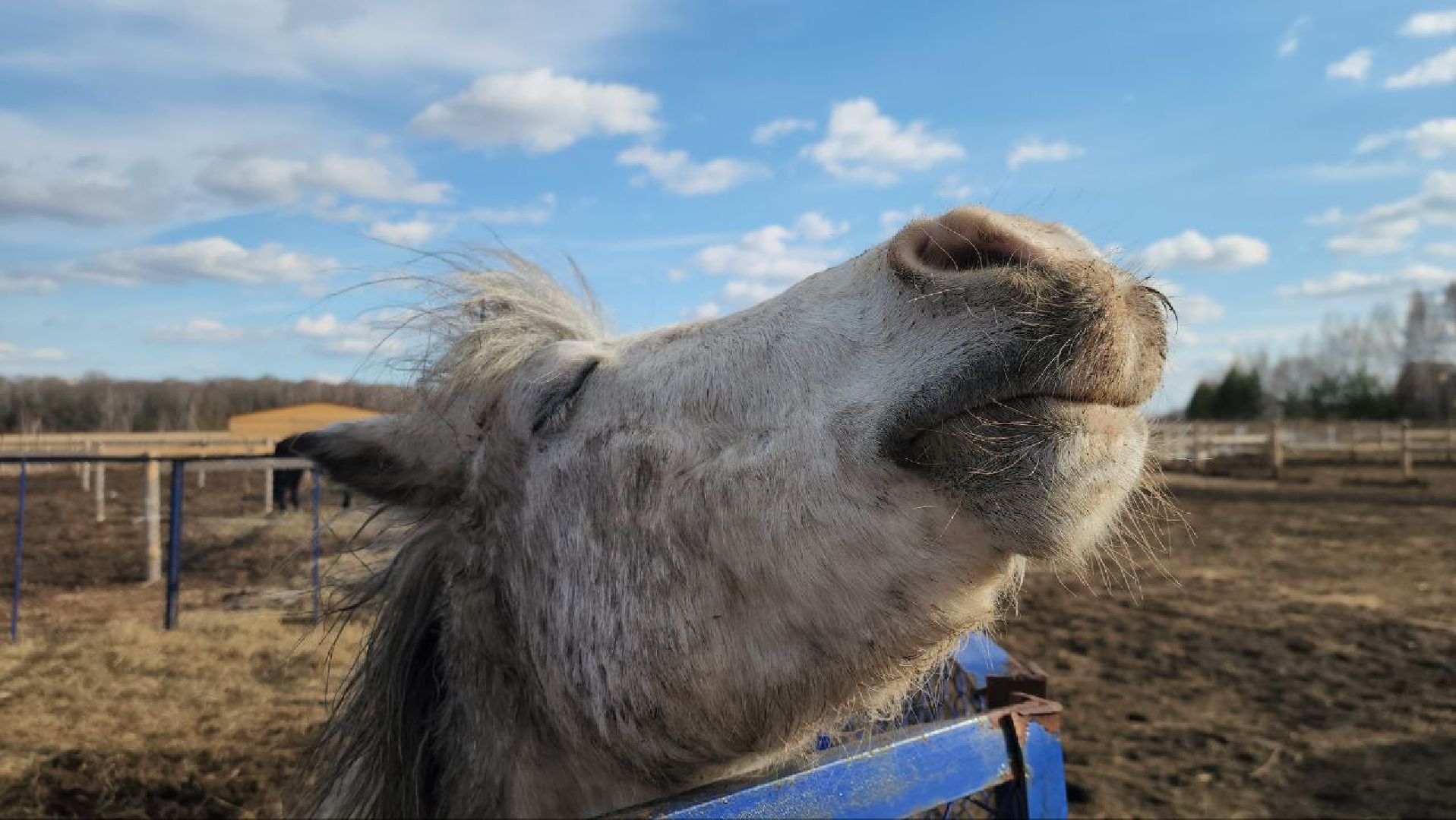луховицы, конные прогулки, конный спорт,