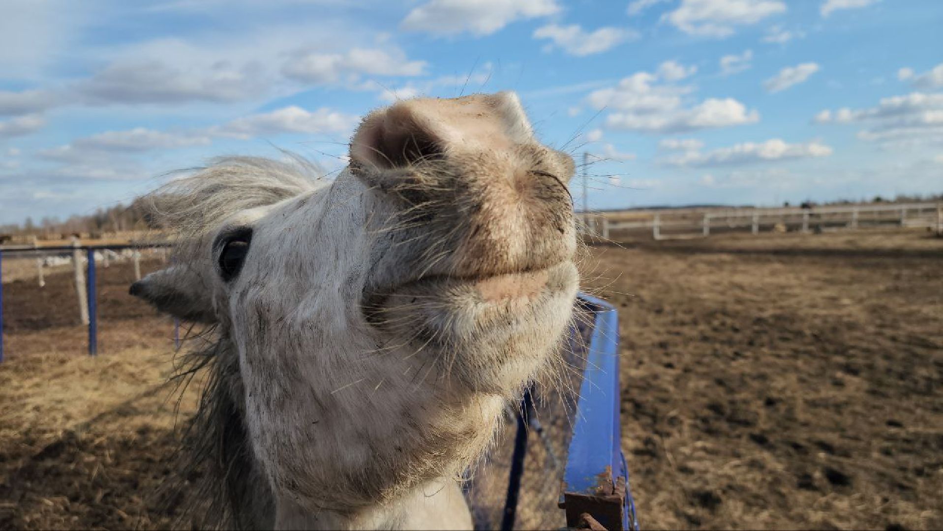 луховицы, конные прогулки, конный спорт,