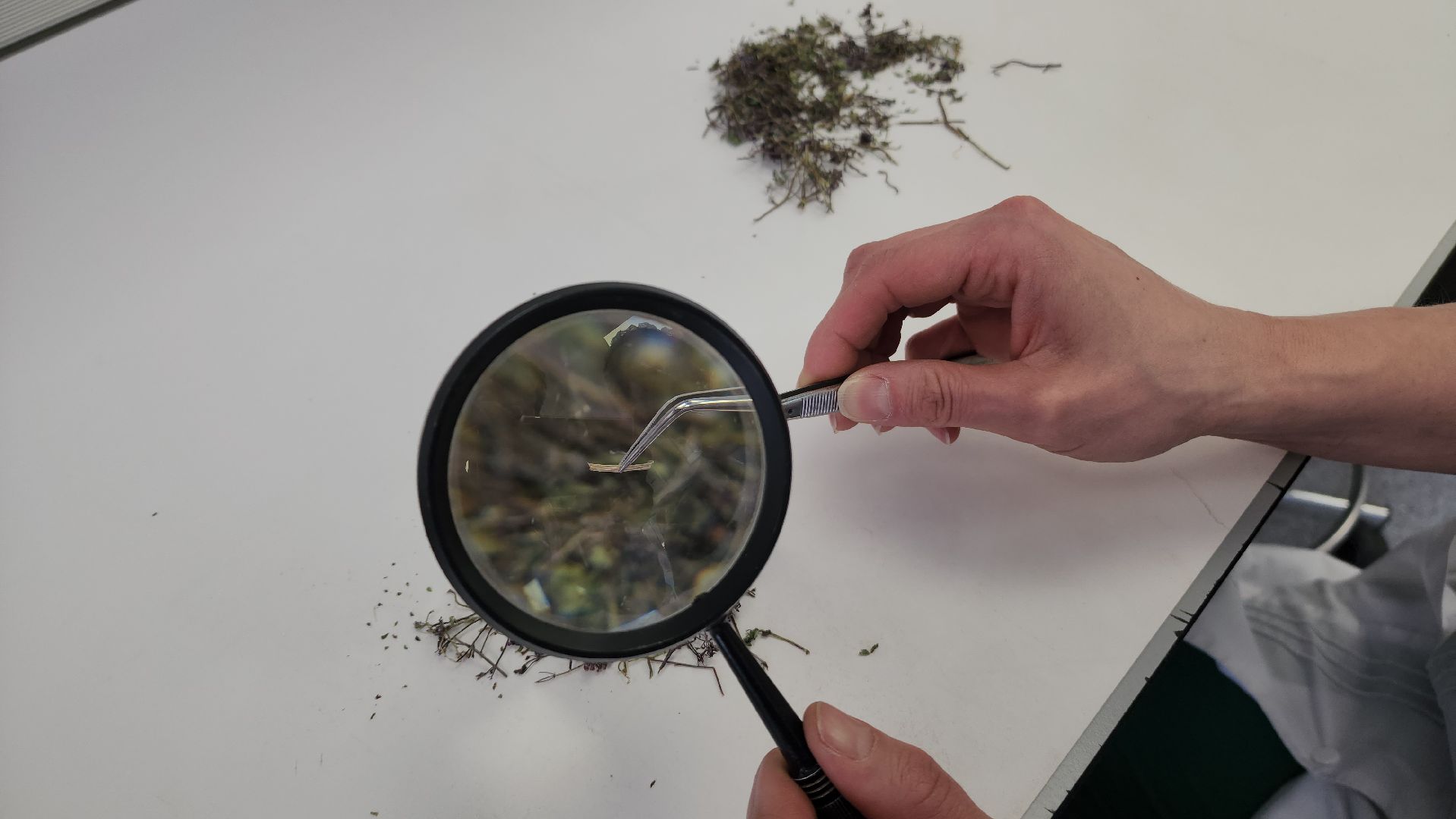 Красногорск, завод, лекарственные травы,