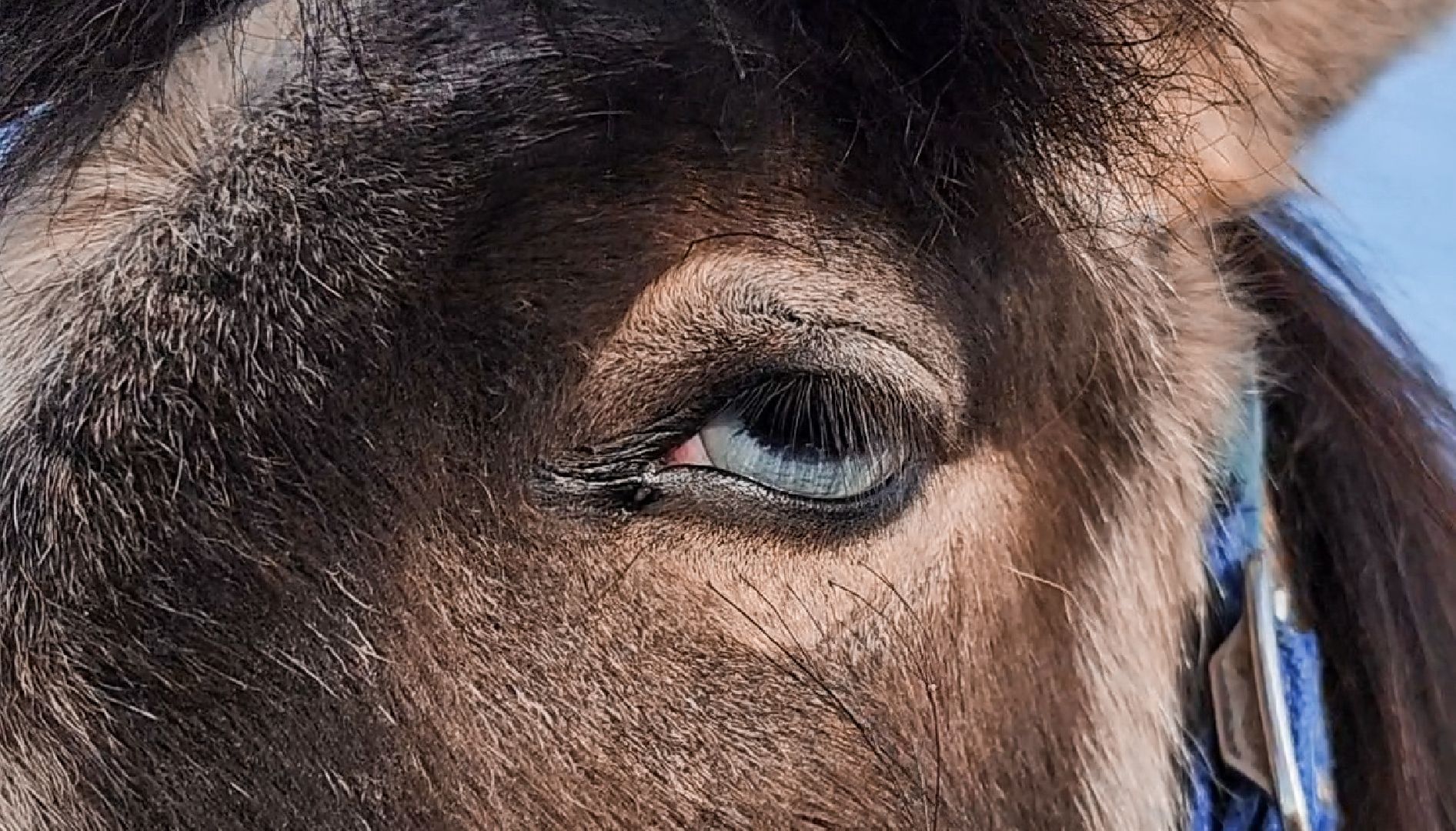 Раменский округ, Конный клуб, Дети,катание на лошадях,