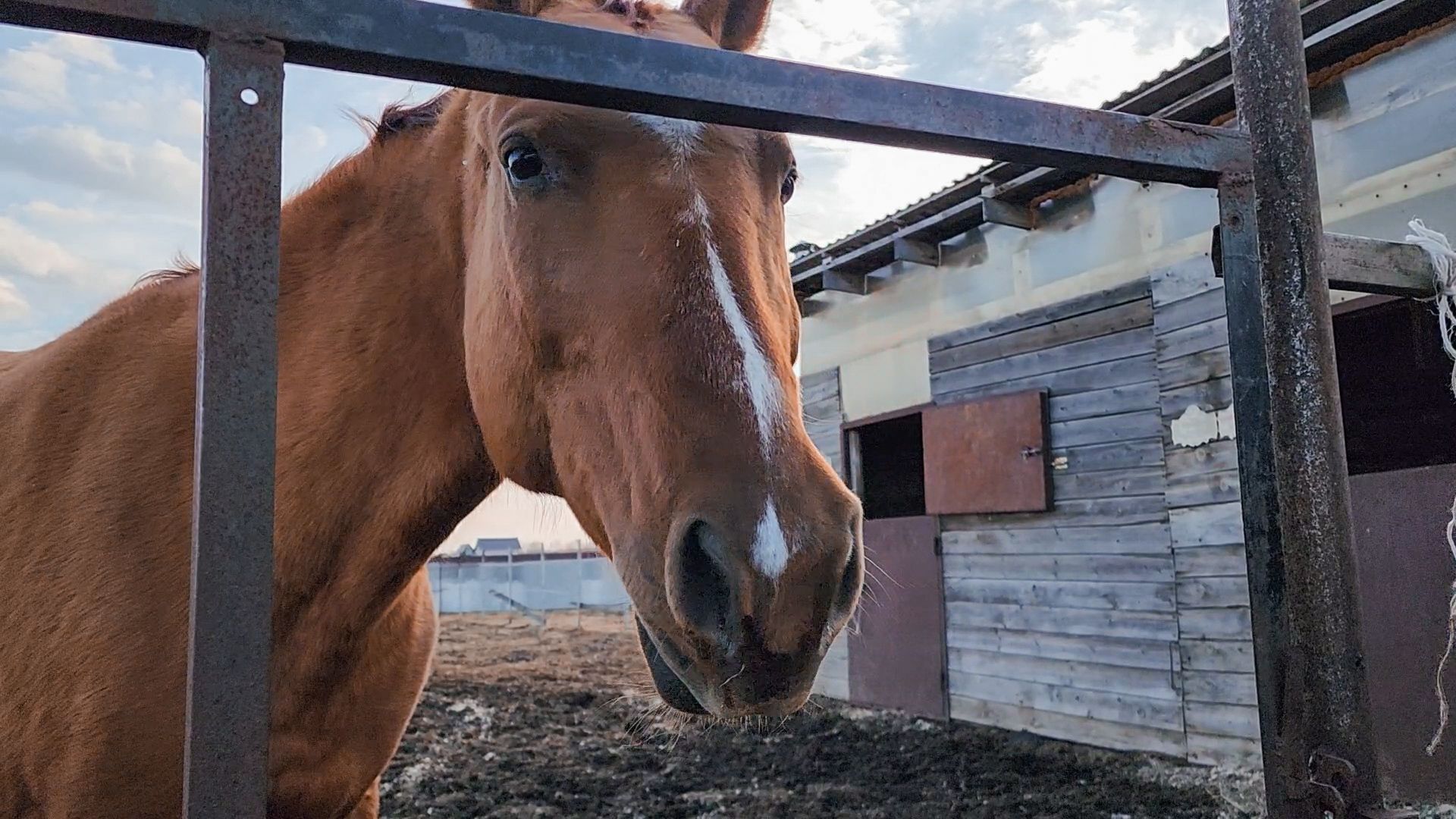Раменский округ, Конный клуб, Дети,катание на лошадях,