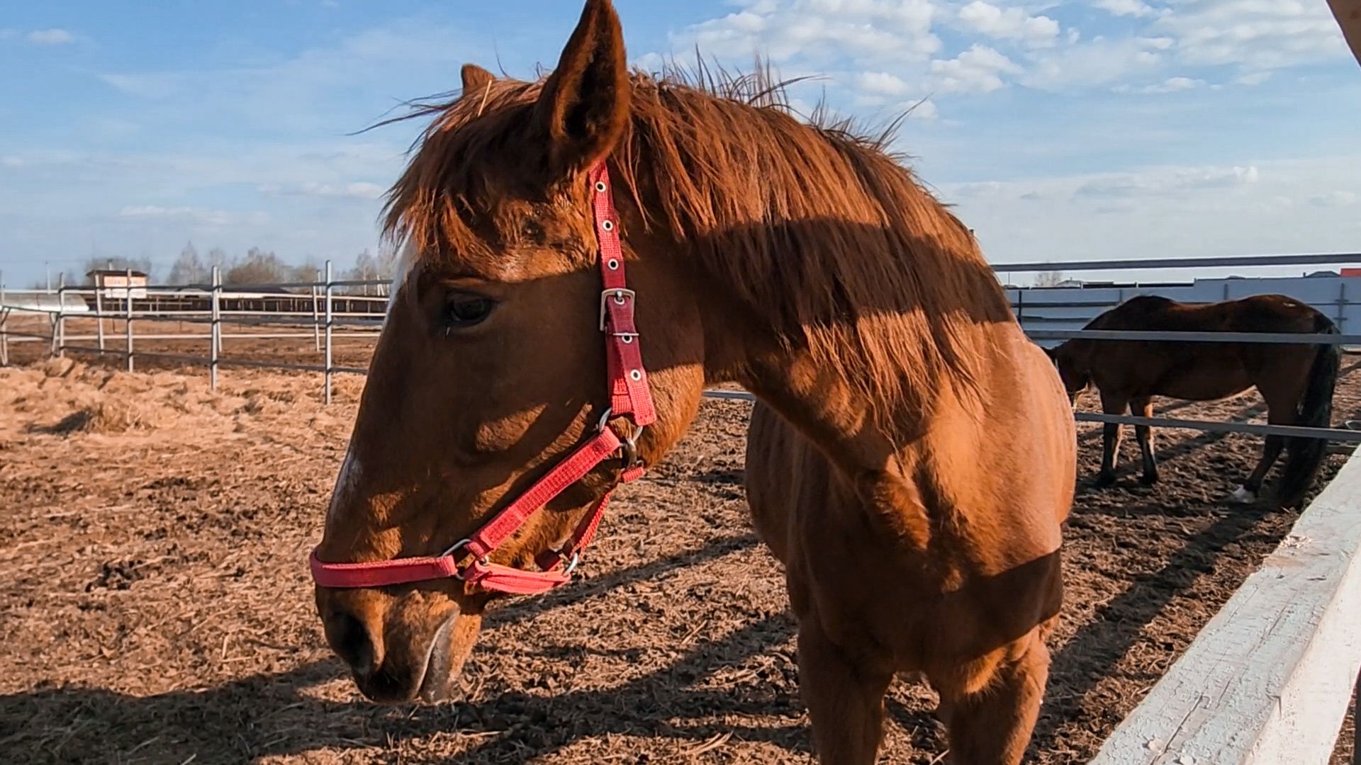 Раменский округ, Конный клуб, Дети,катание на лошадях,