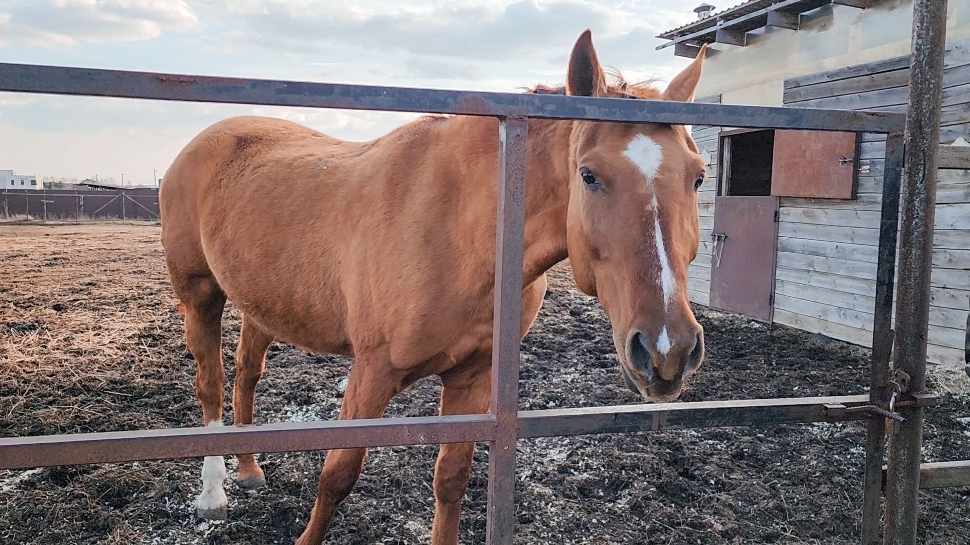 Раменский округ, Конный клуб, Дети,катание на лошадях,